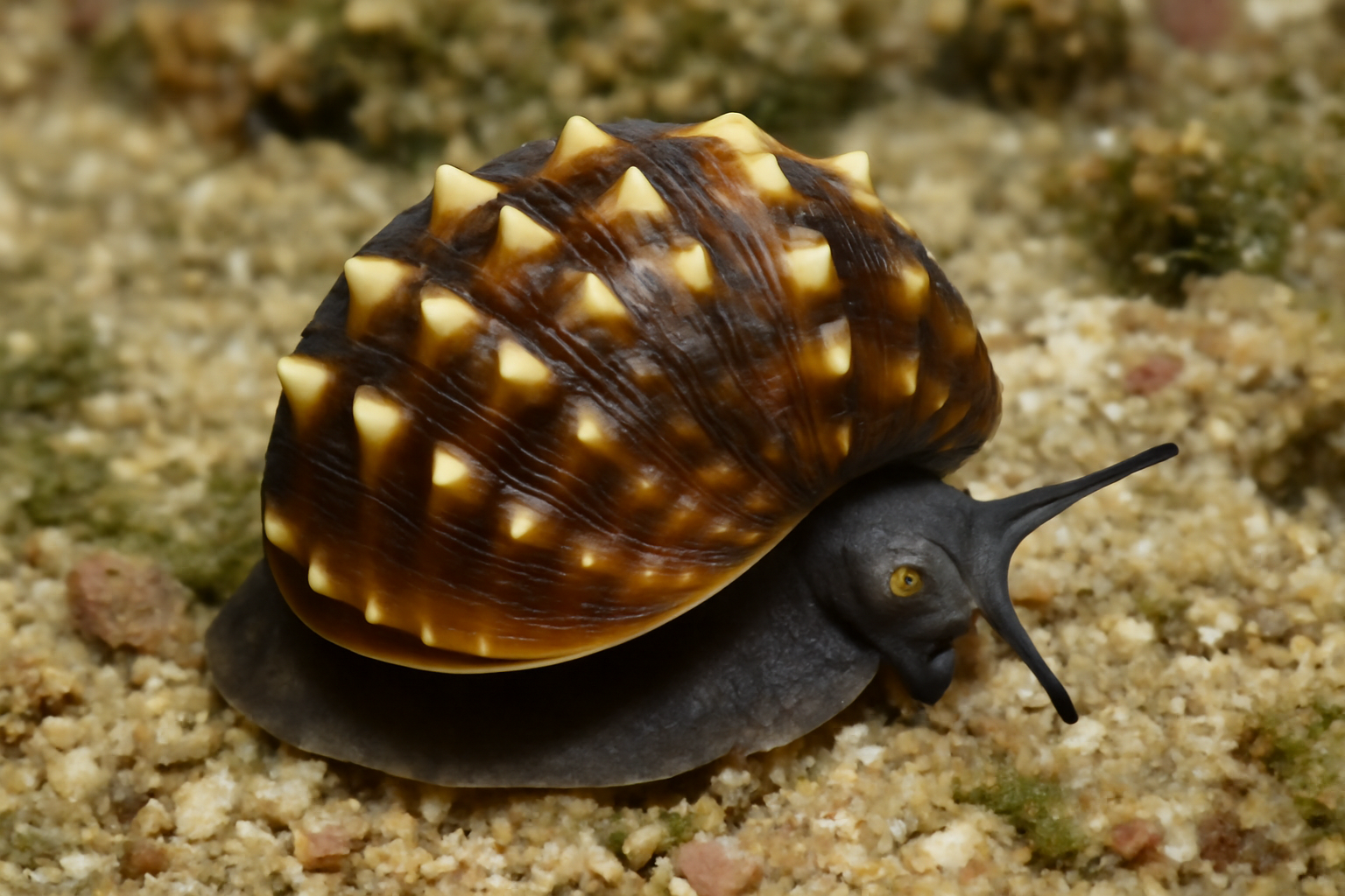 Coronate nerite