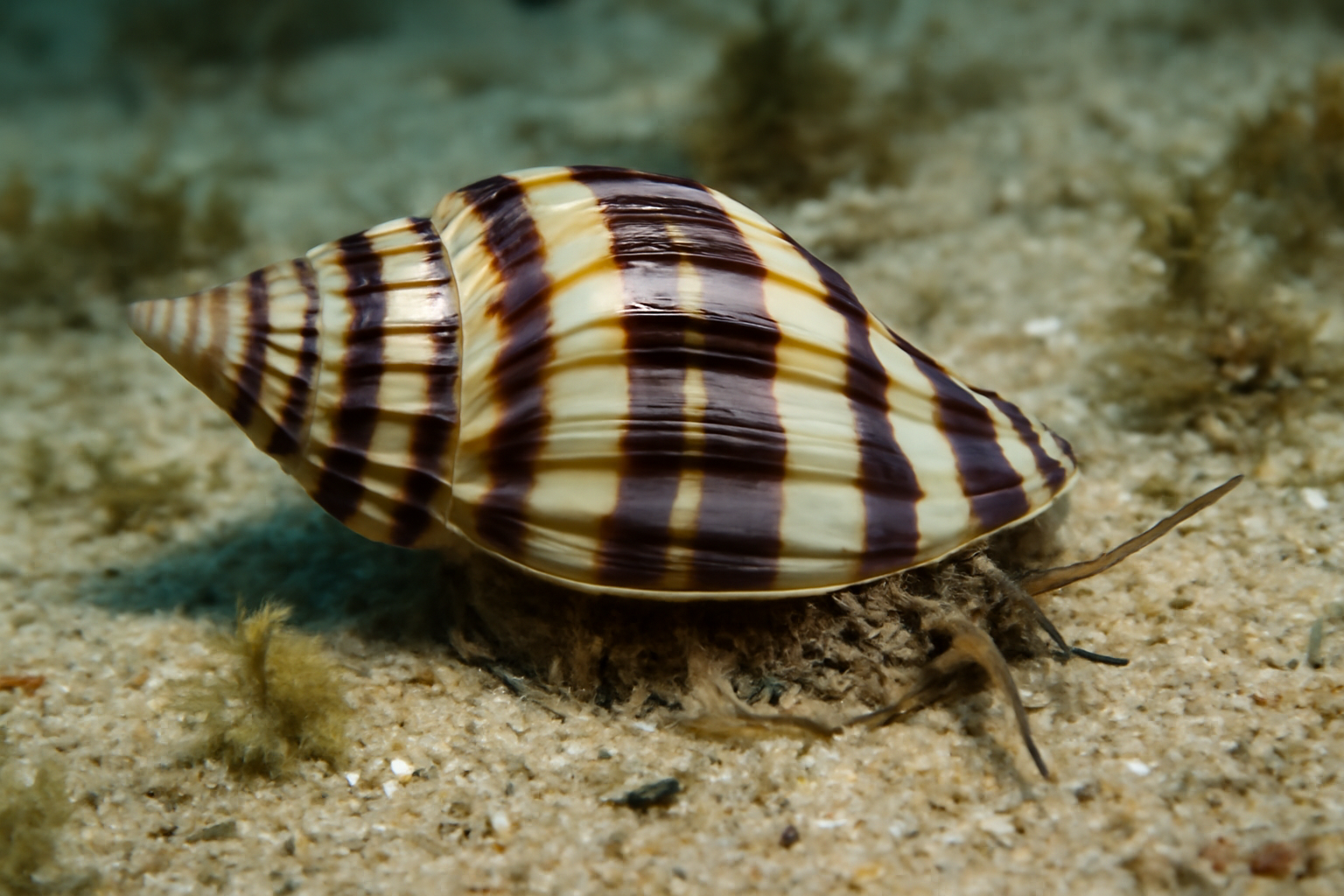 Banded Tulip