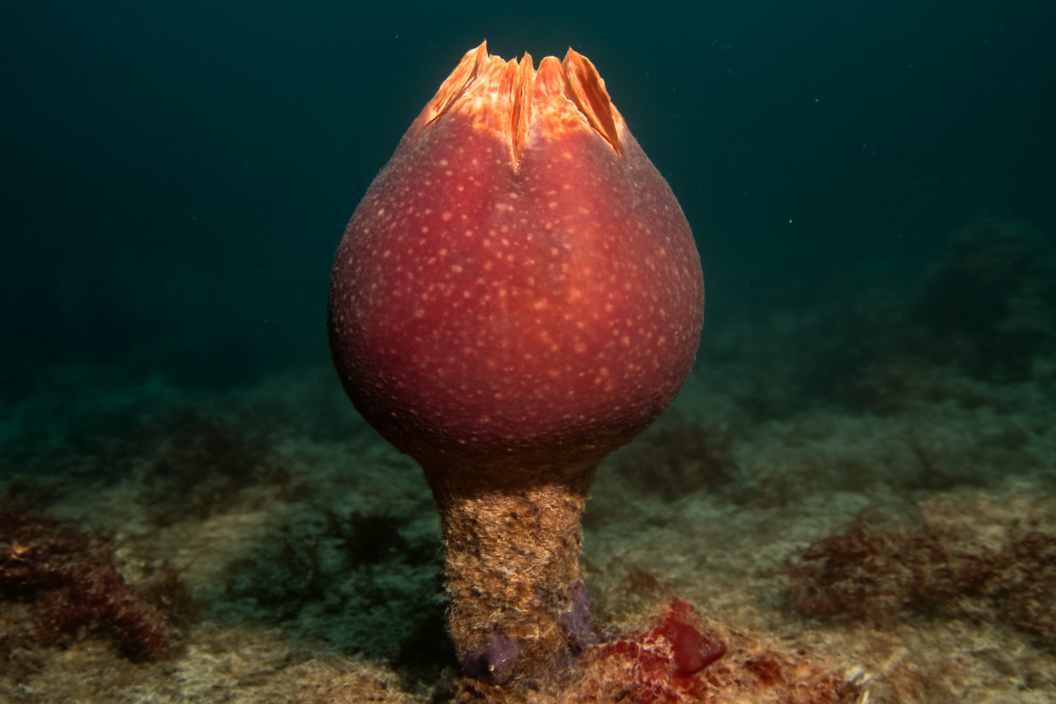 Giant Pacific Sea Tulip