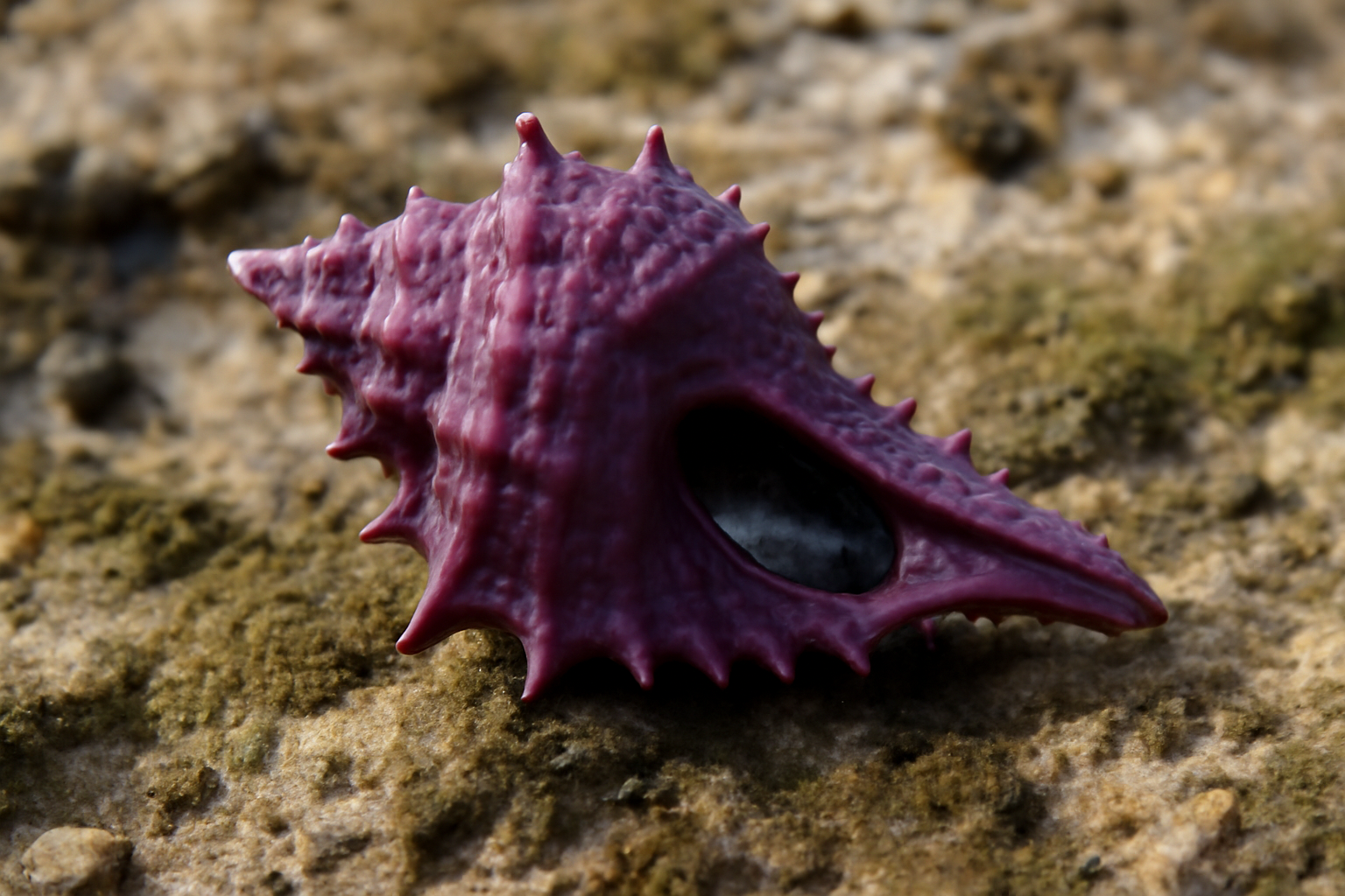 Purple Rock Shell