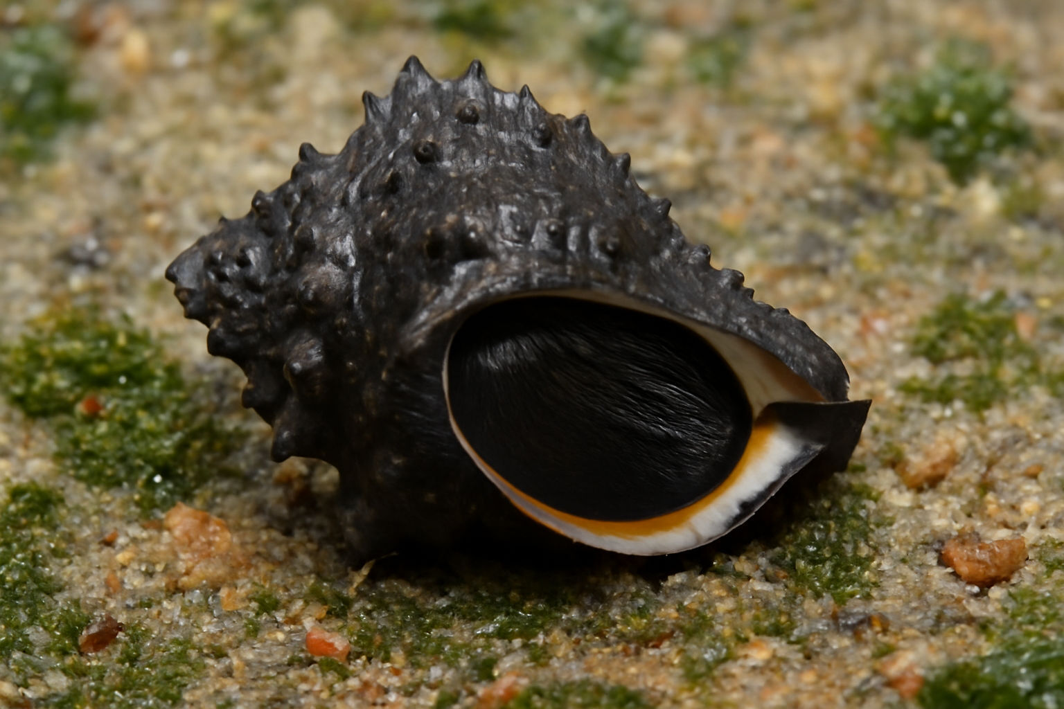 Black Rock Shell