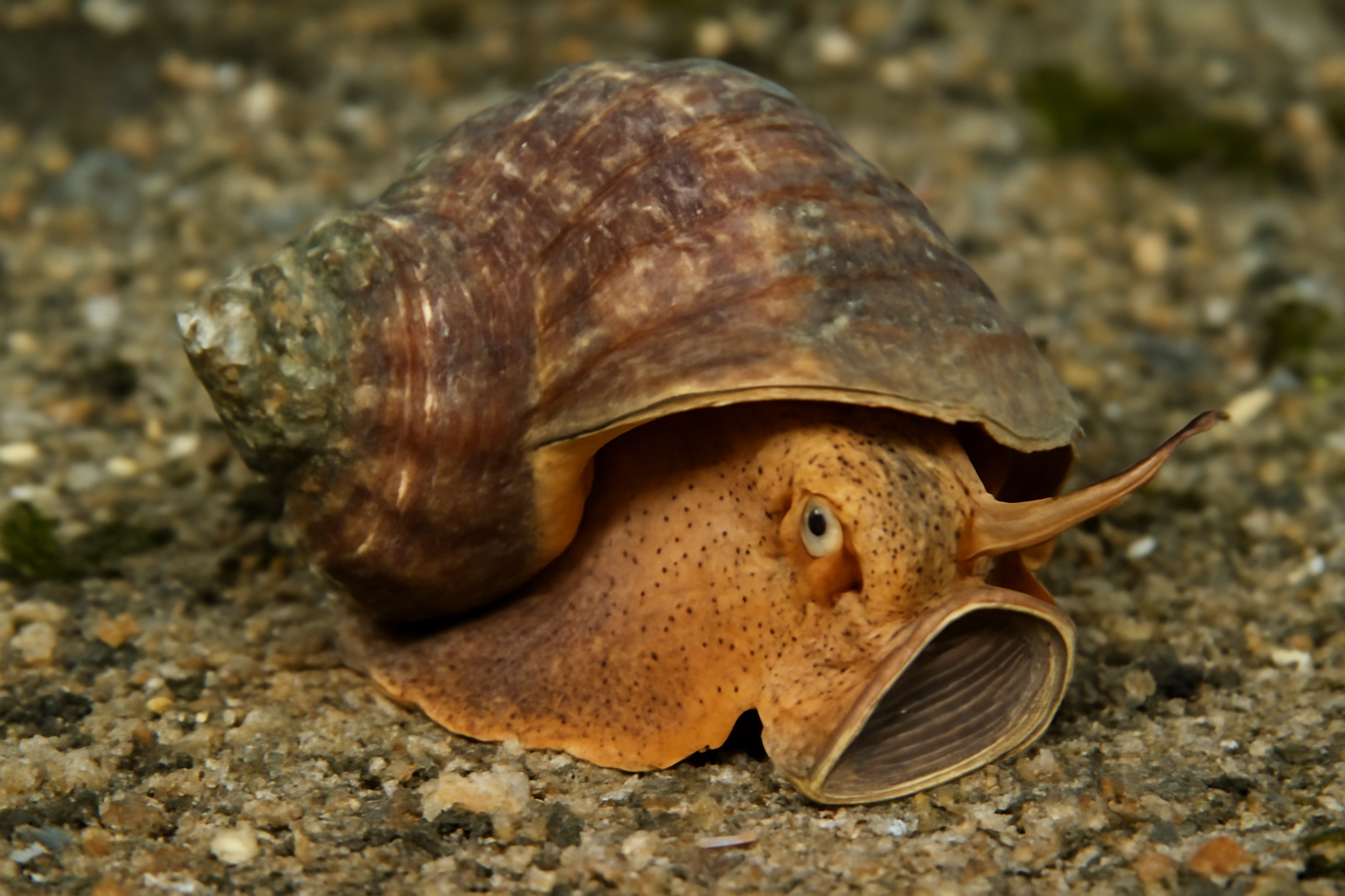Korean Rapa Whelk