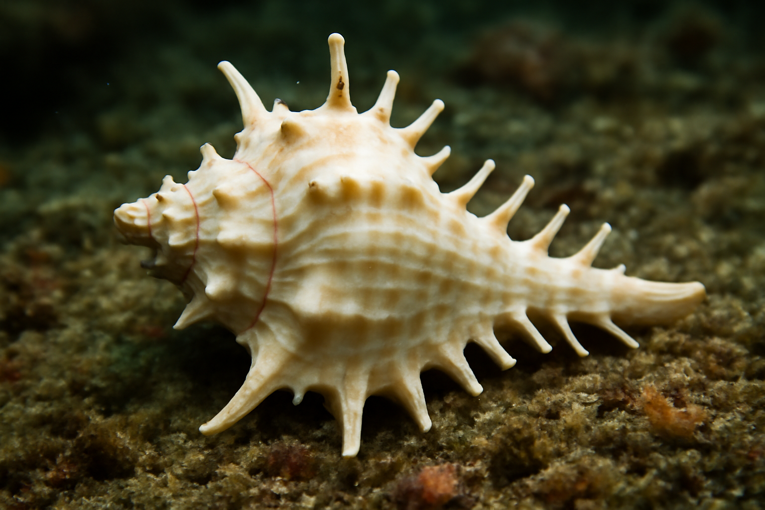 Alabaster Murex