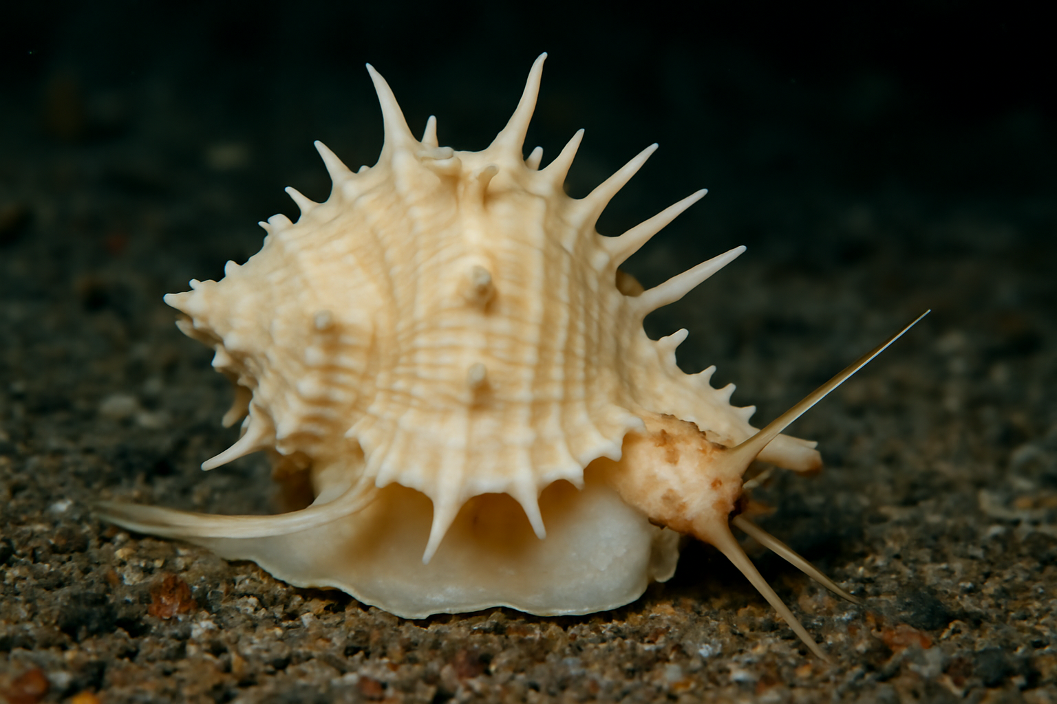 Siratus Alabaster