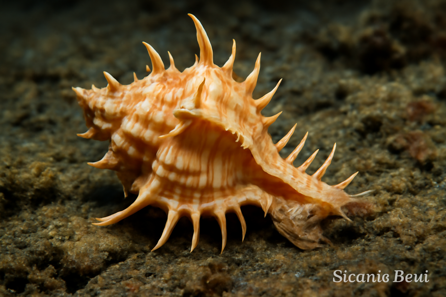 Siratus beui
