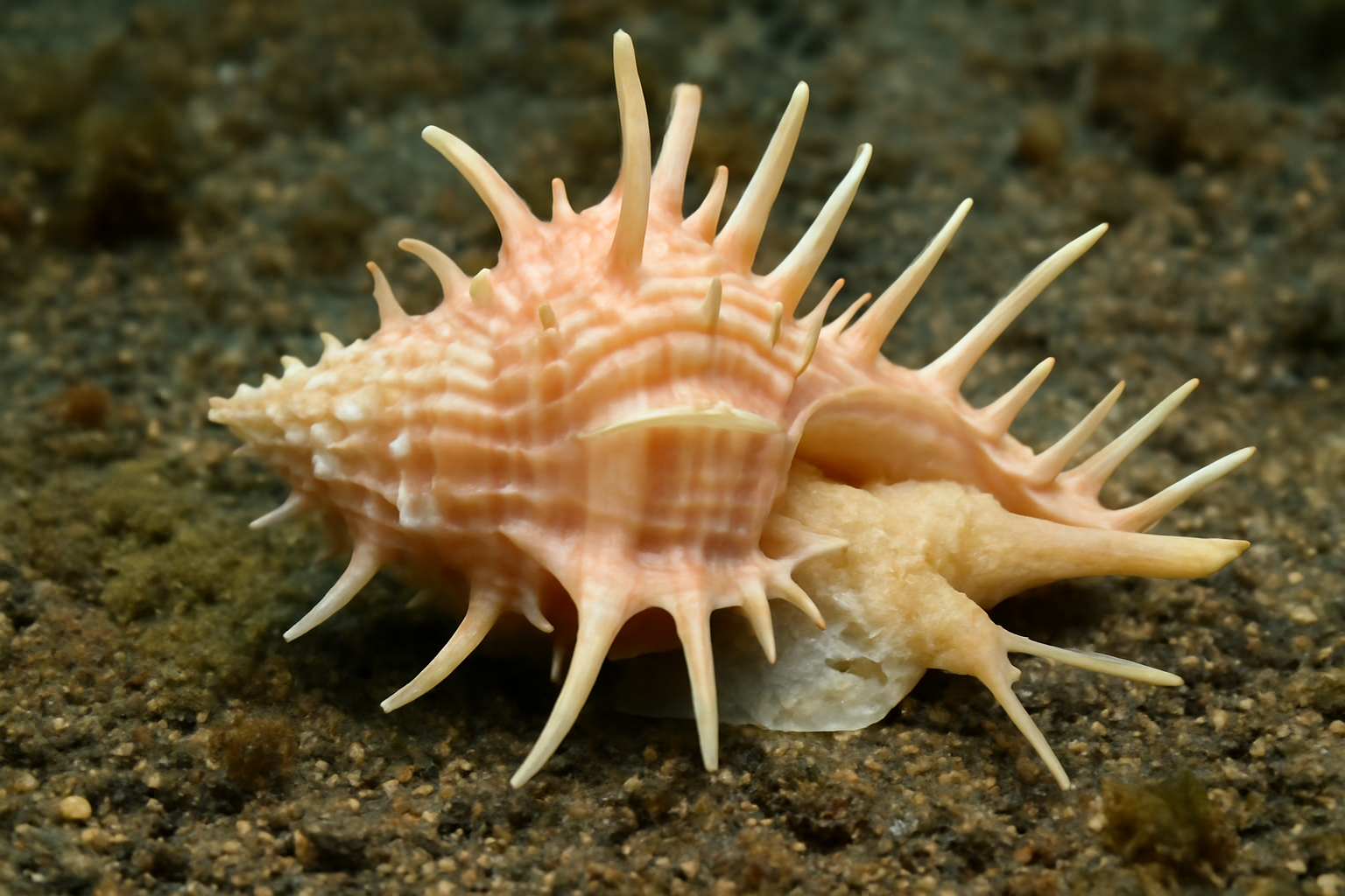 Siratus articulatus