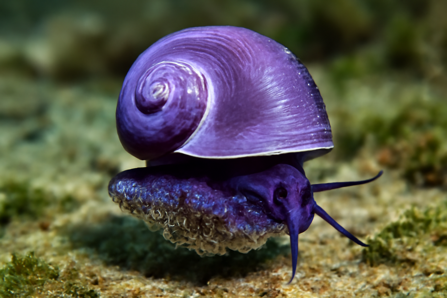 Purple Janthina