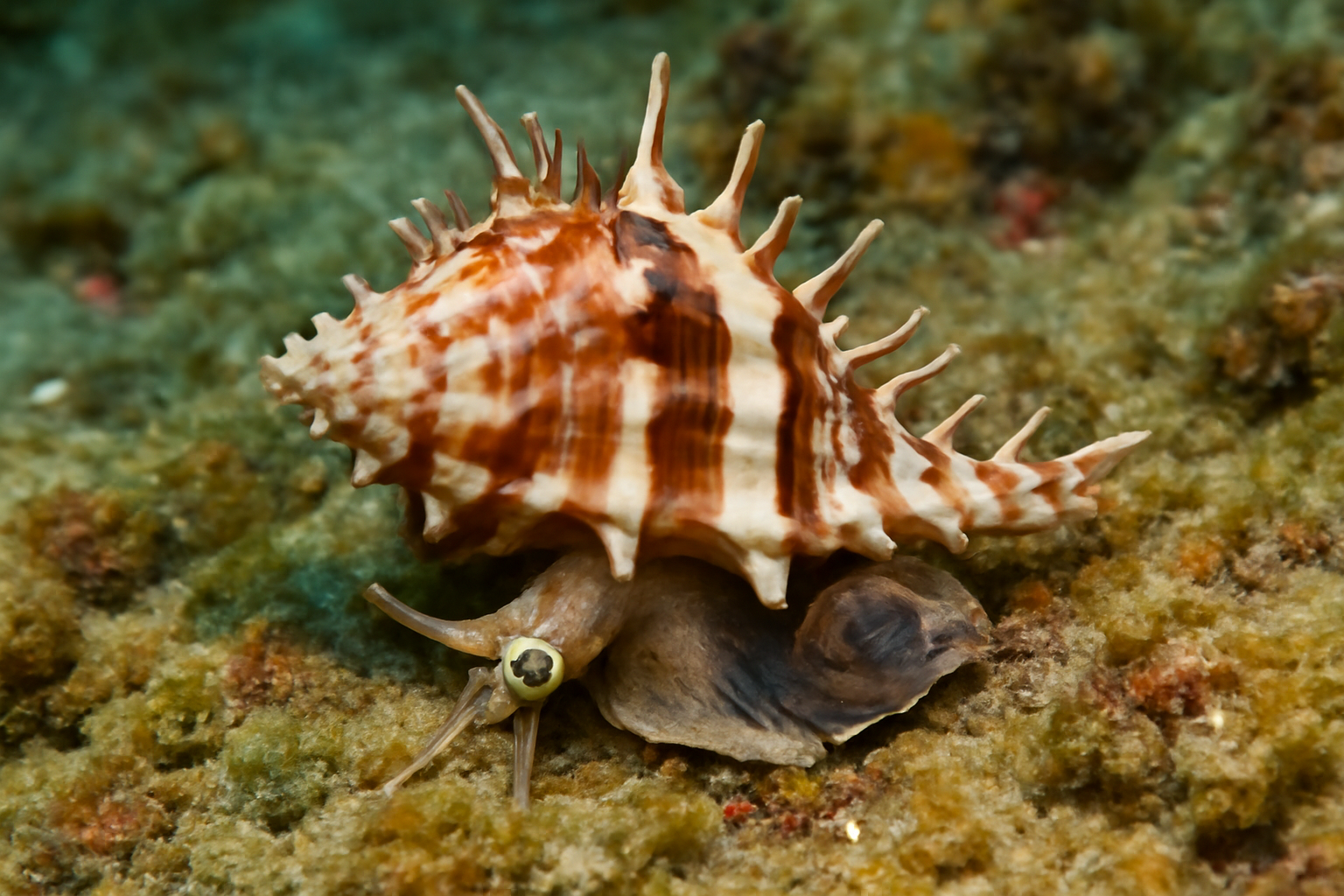 Banded Murex