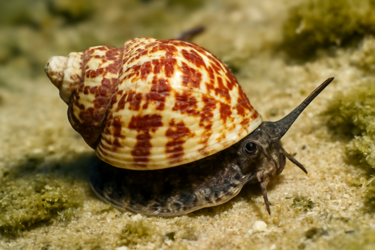 Florida Rocksnail