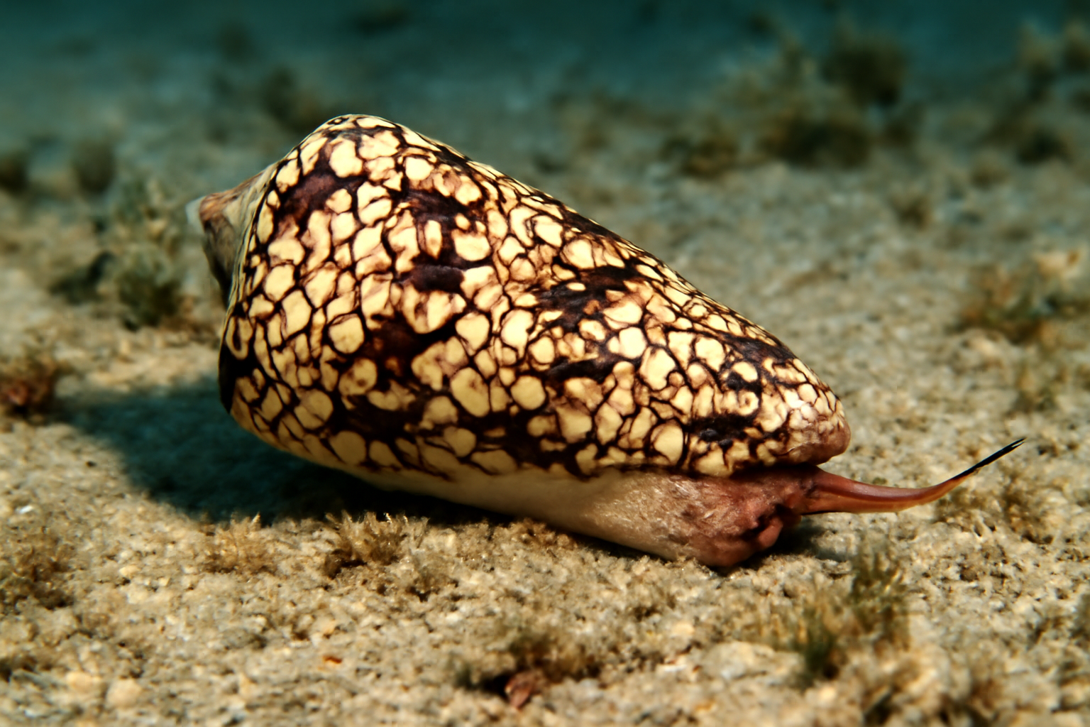 Textile Cone
