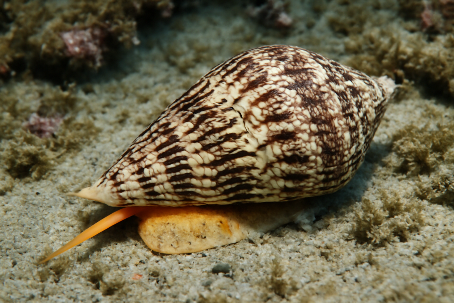 Striate Cone