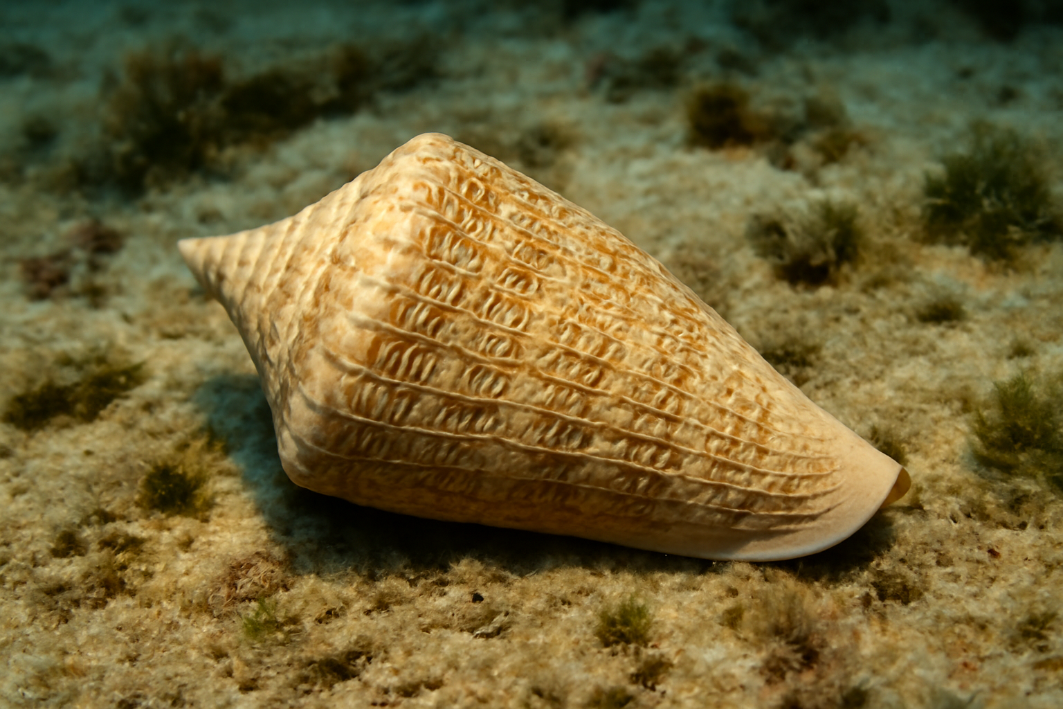 Glory of the Sea Cone