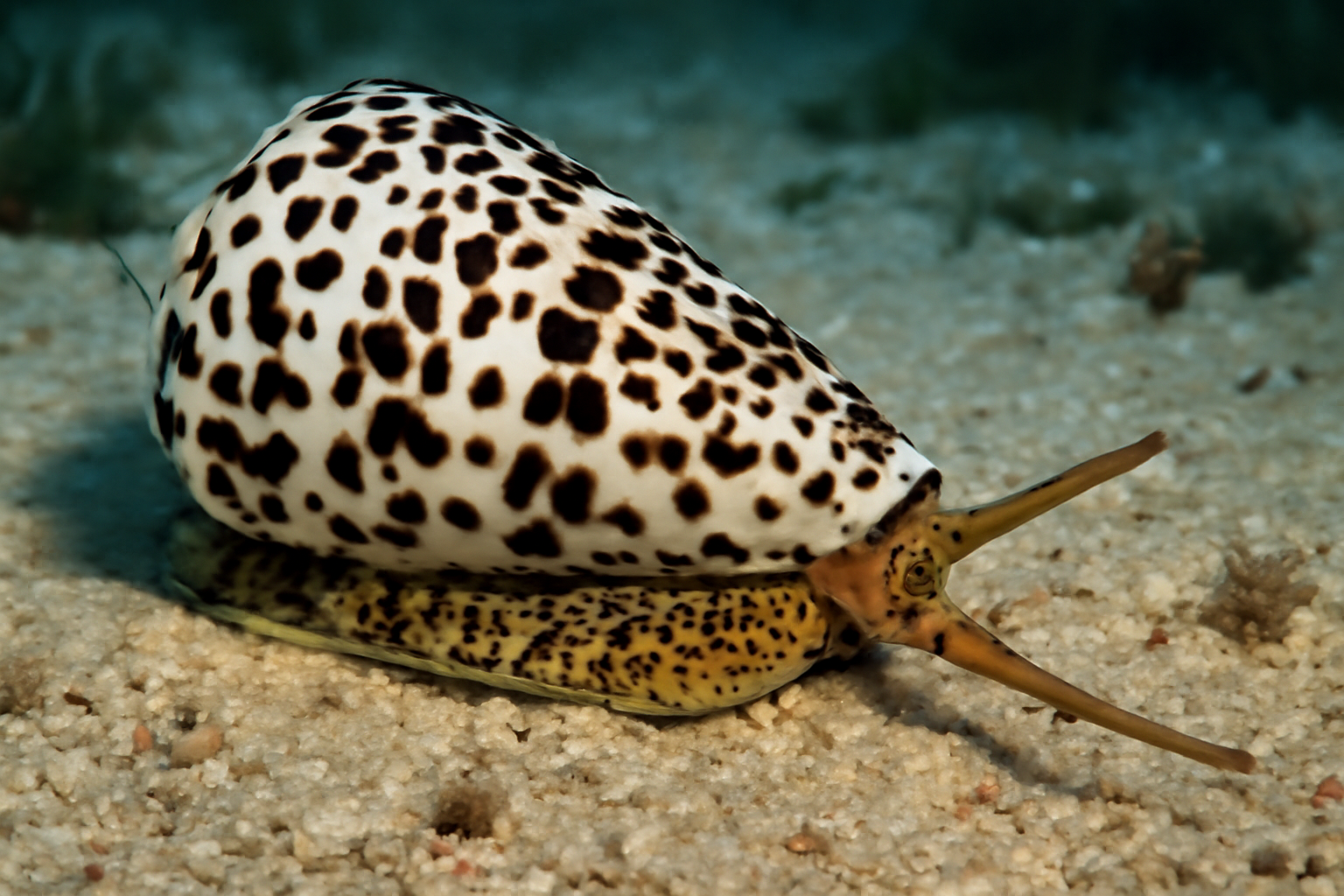 Leopard Cone