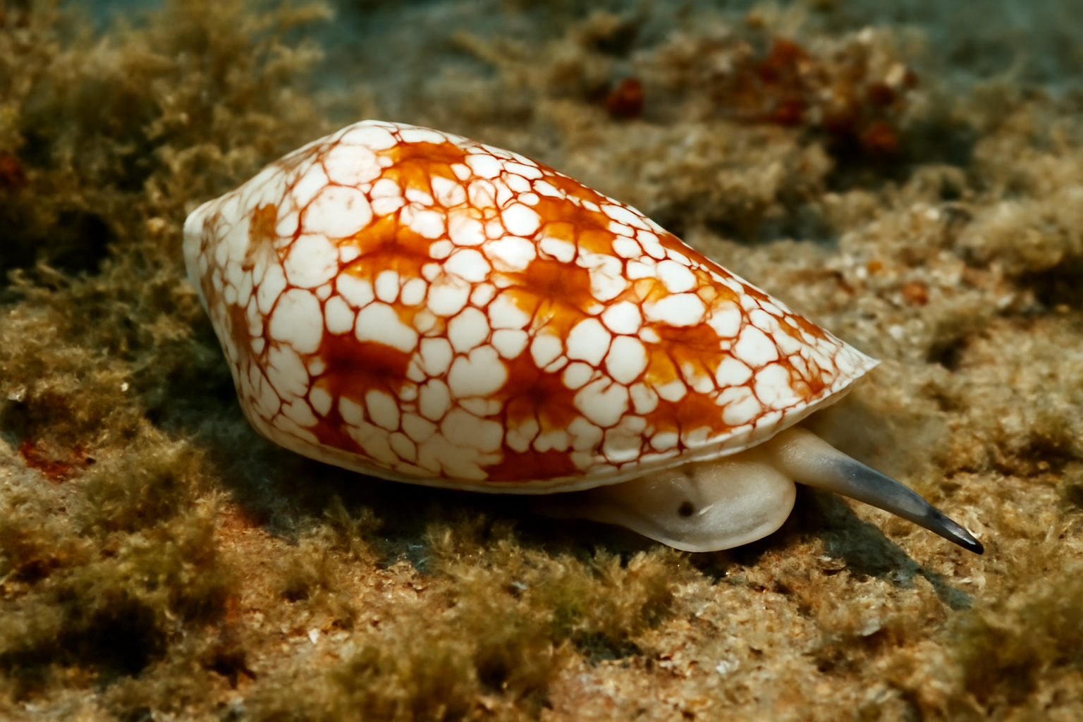 Marbled Cone