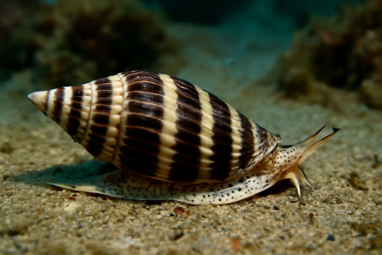 Striped Virrocone Snail
