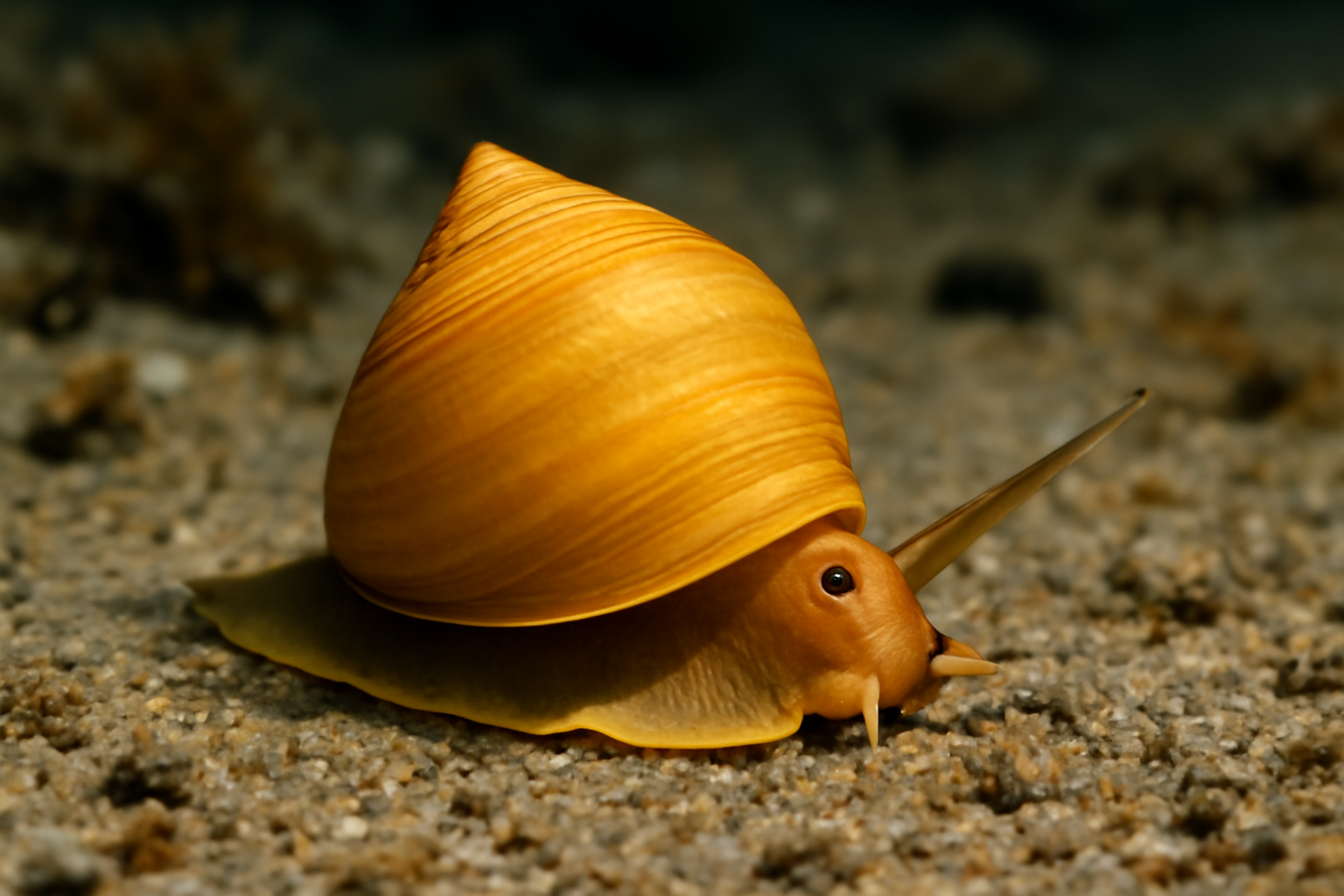 Golden Virrocone Snail