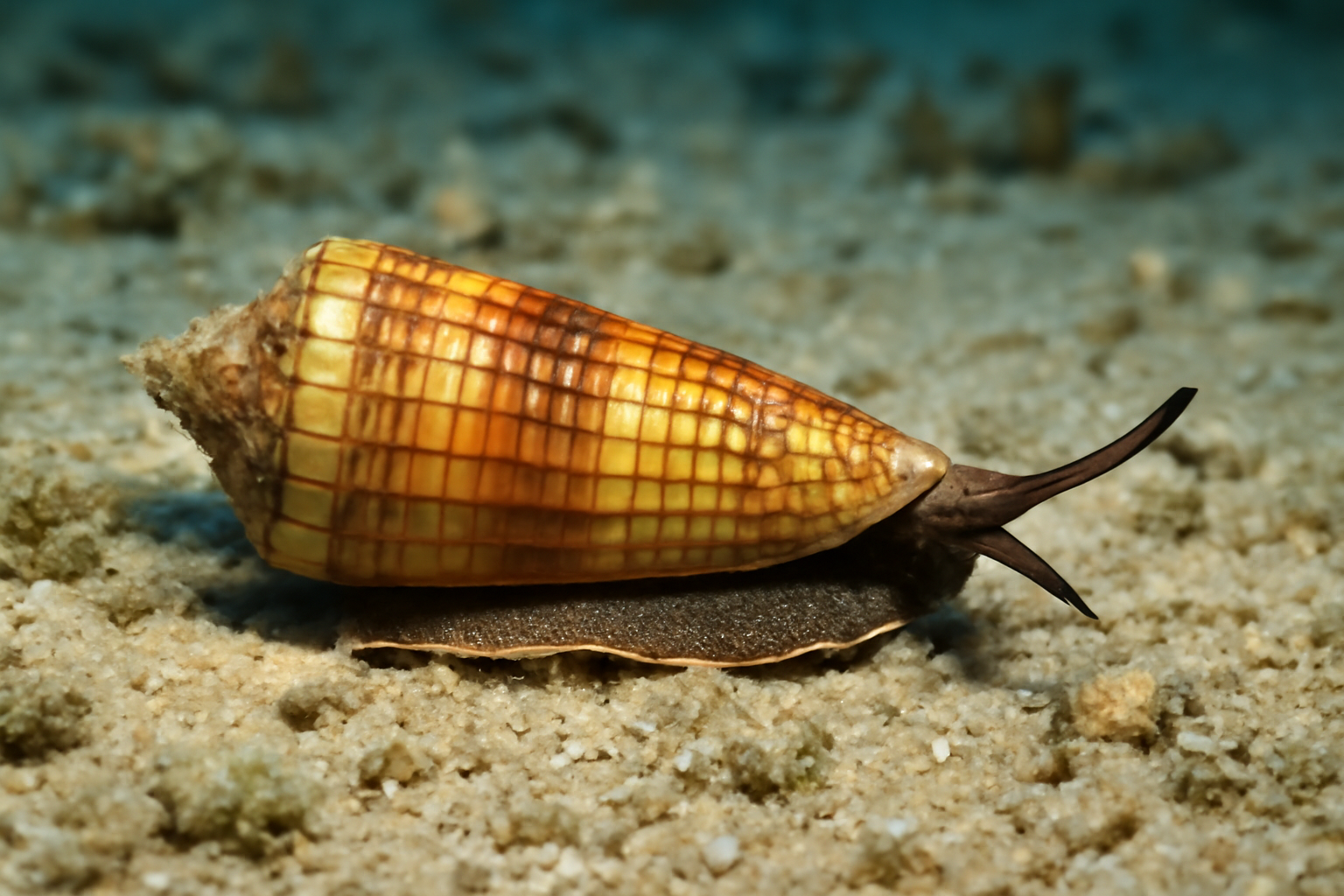 Cigarette Cone Snail