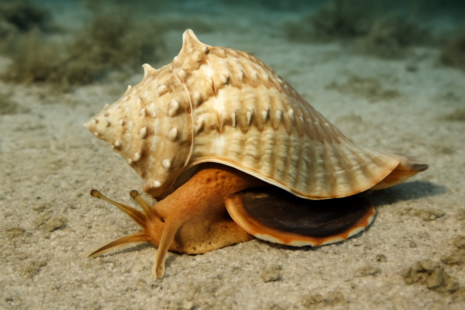 Lightning Whelk