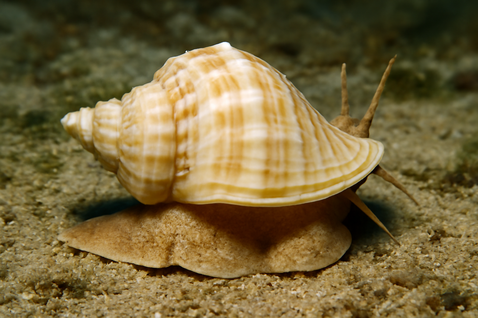 Pear Whelk