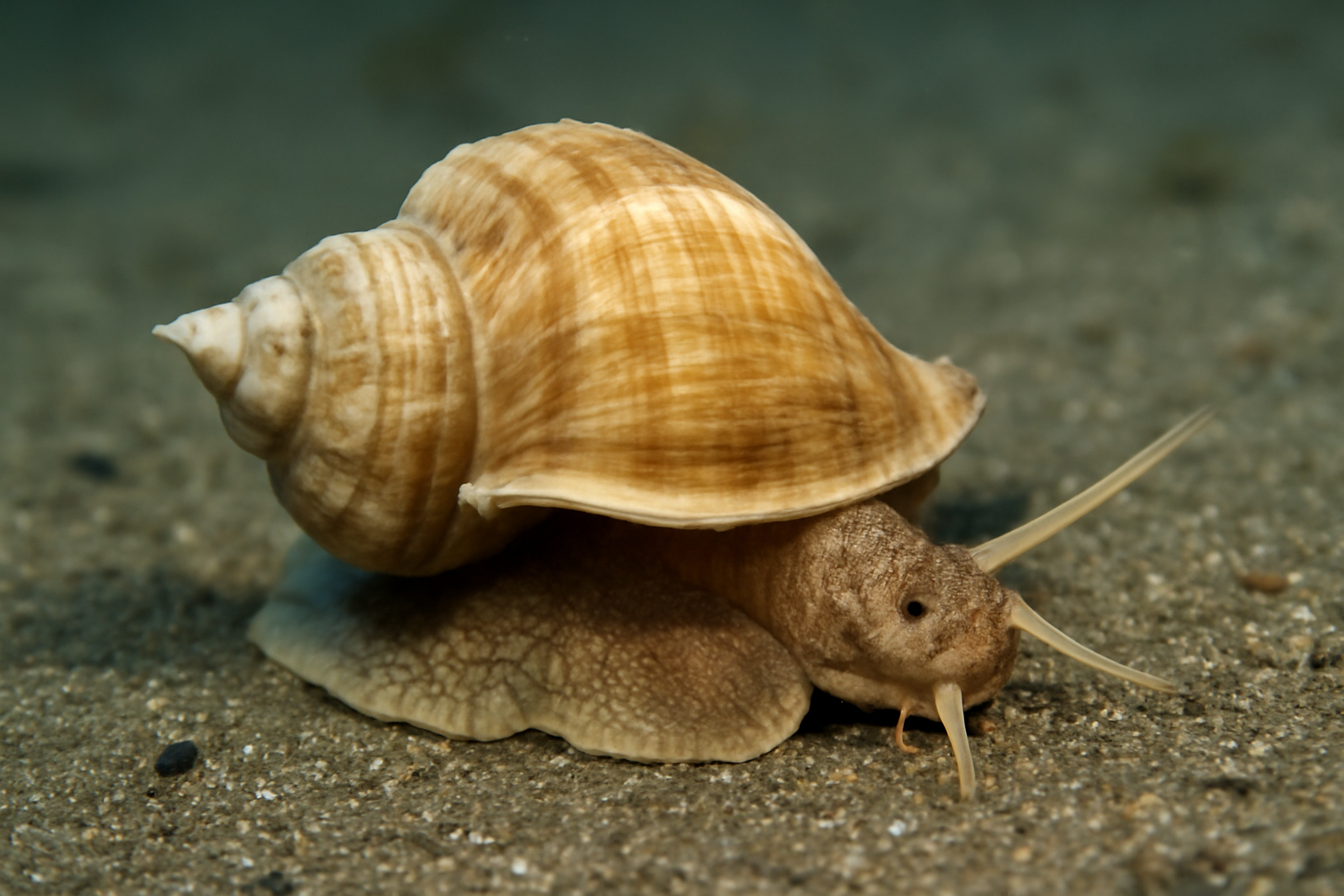 Neptunea lyrata