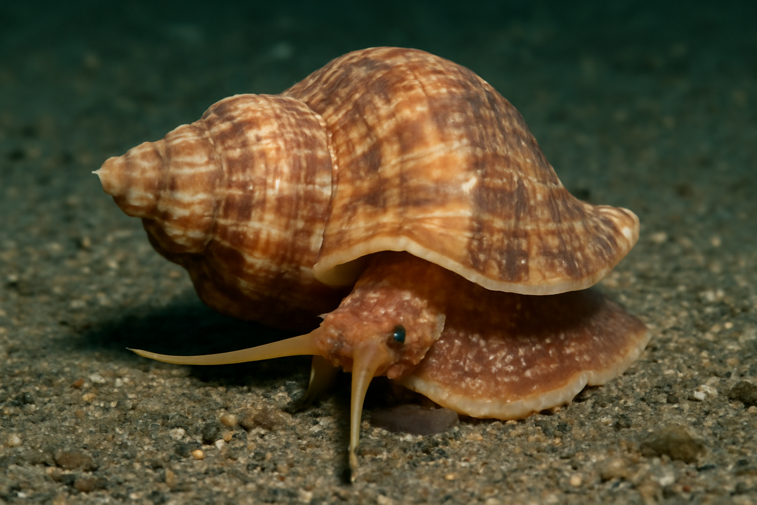 Neptunea arthritica