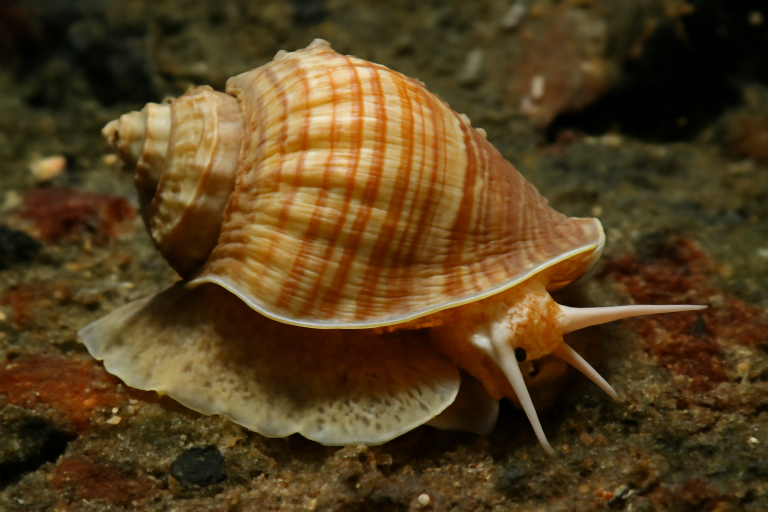 Antarctic Whelk