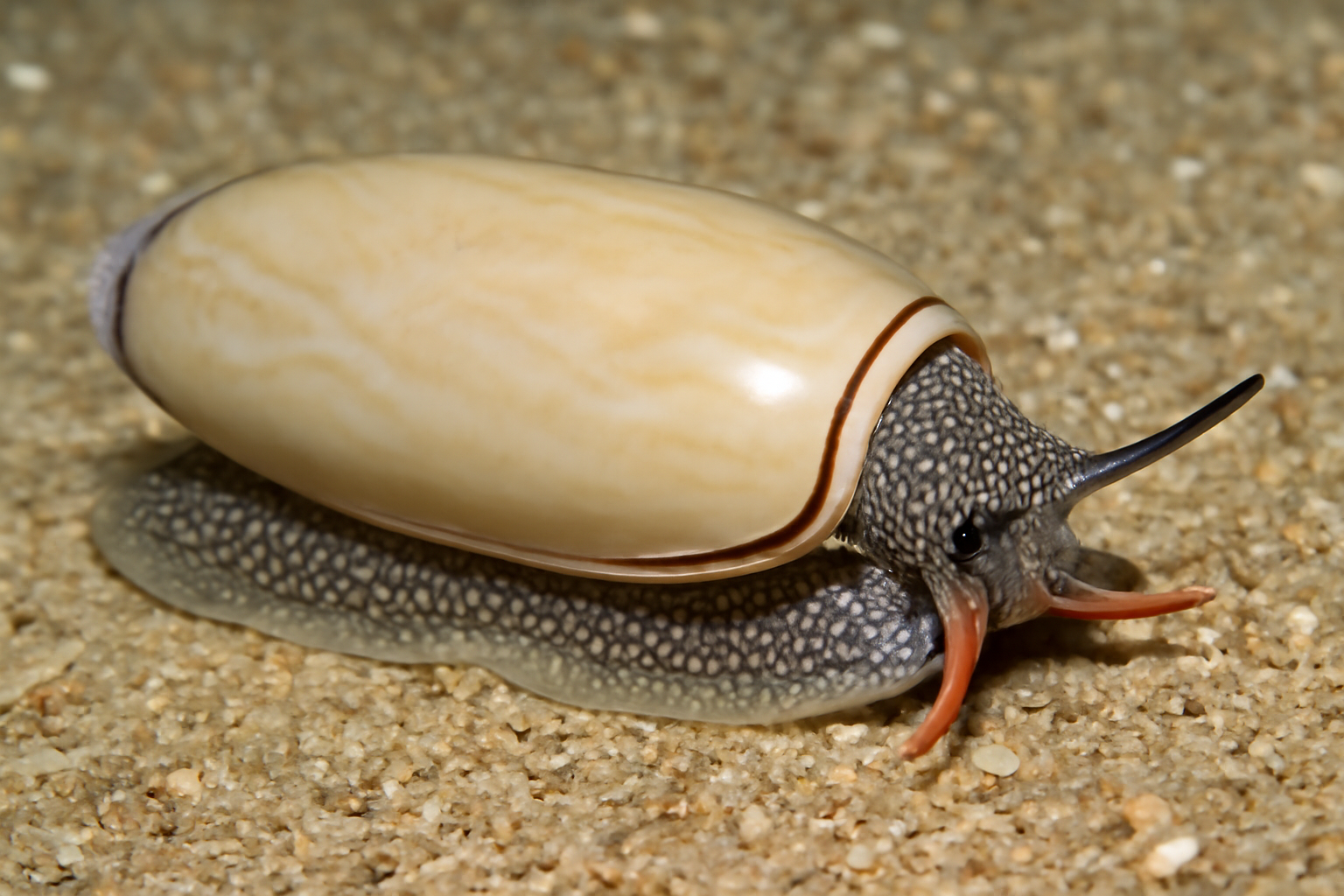 Common Olive