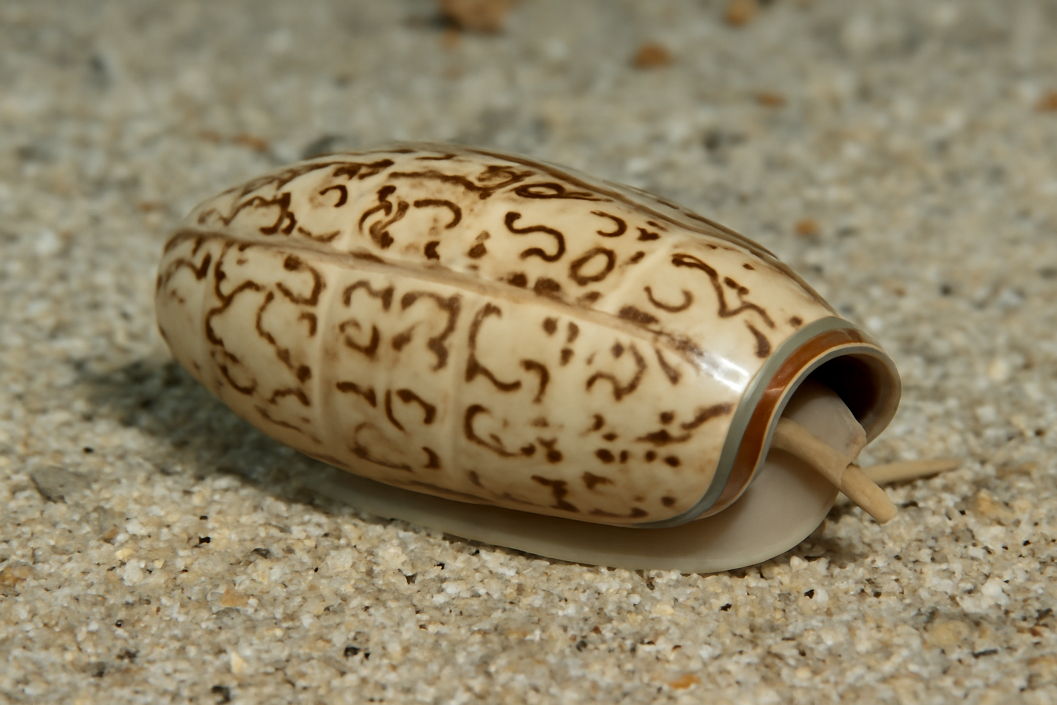 Letter Olive