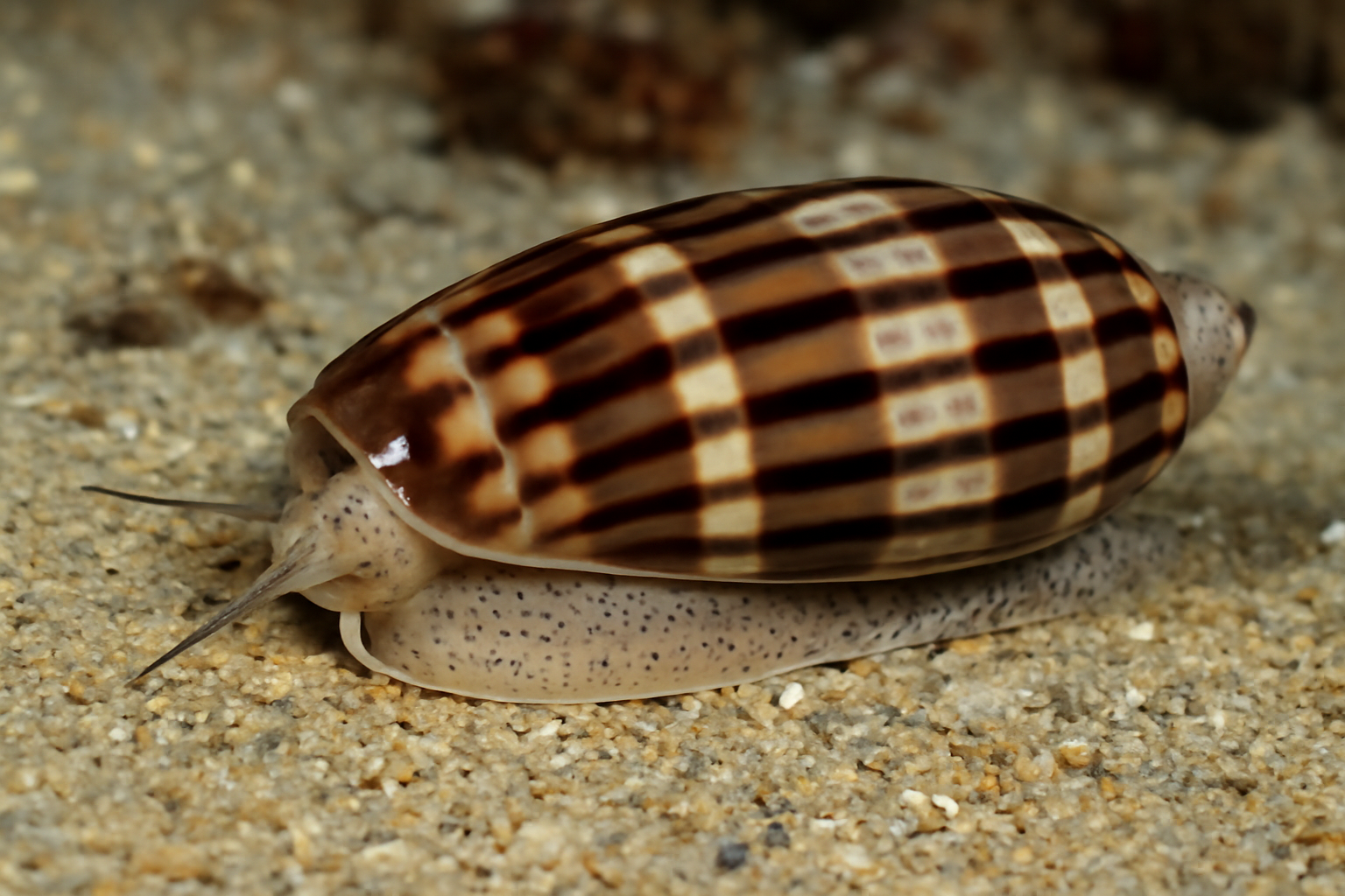 Banded Olive