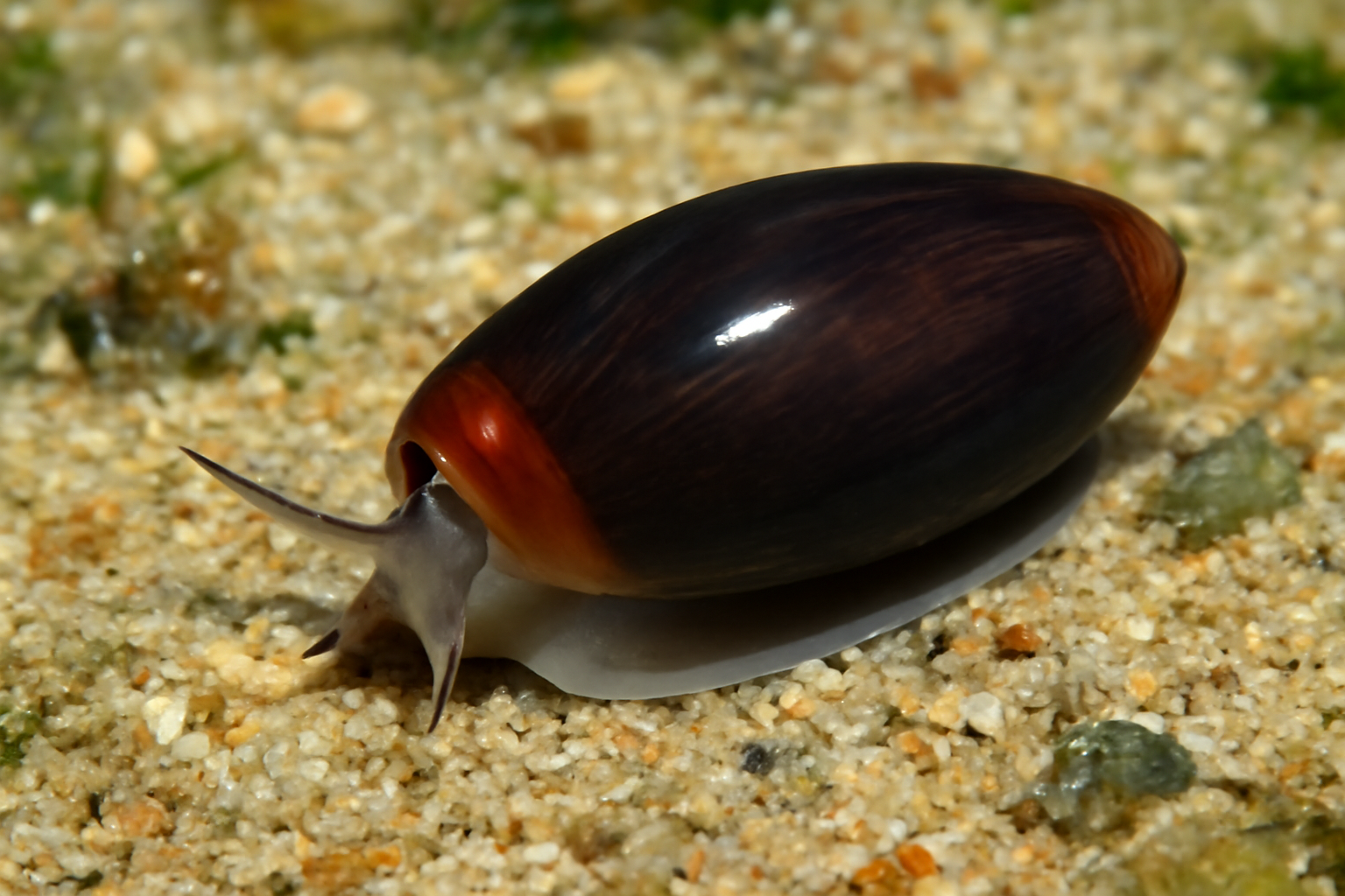 Dwarf Olive