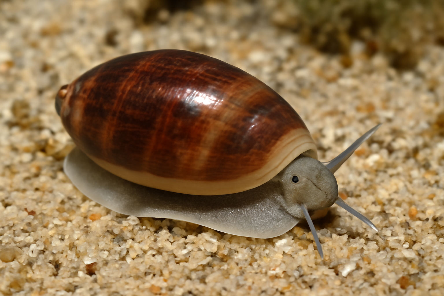 Pacific Dwarf Olive