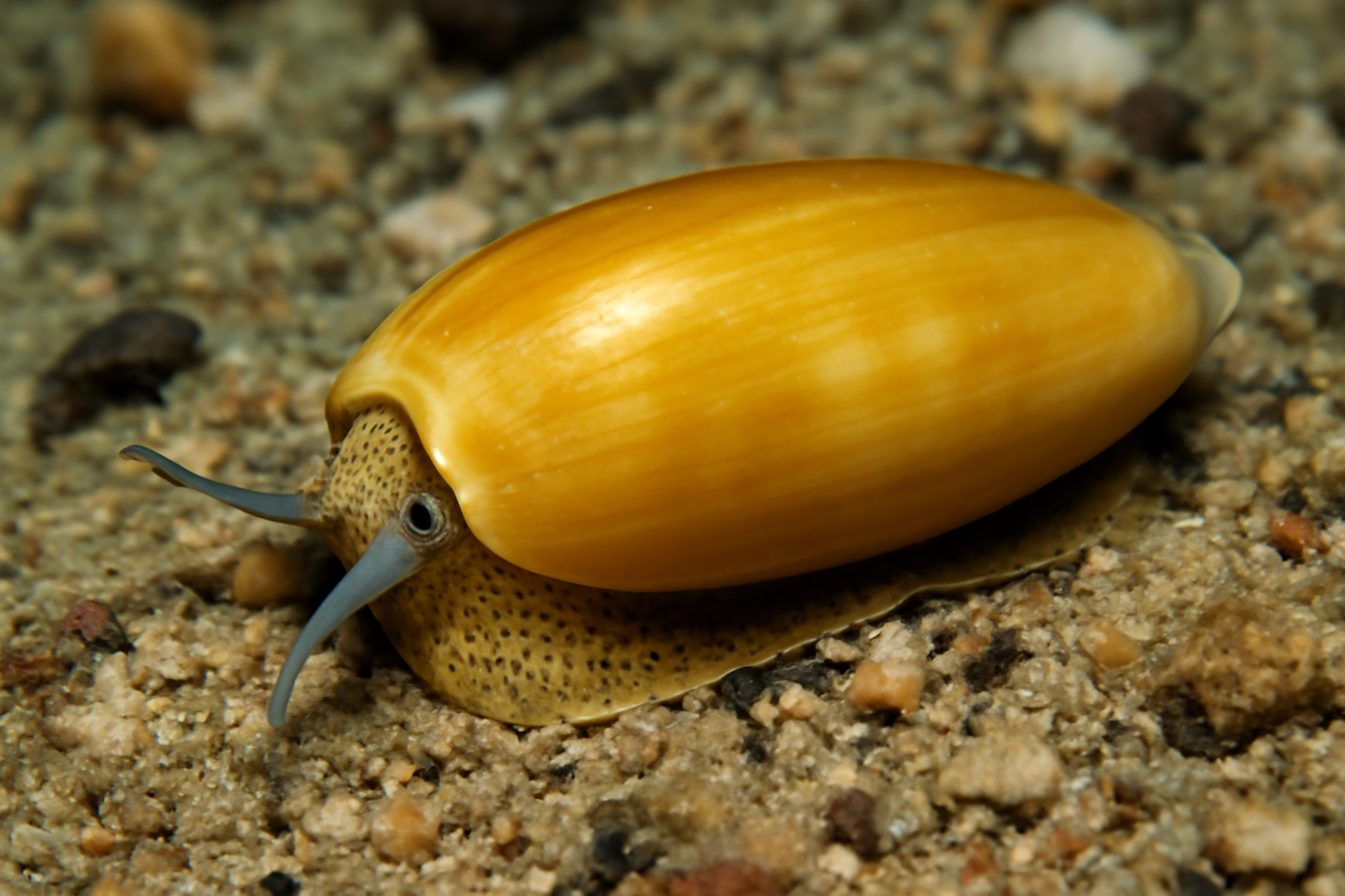 Golden Olive