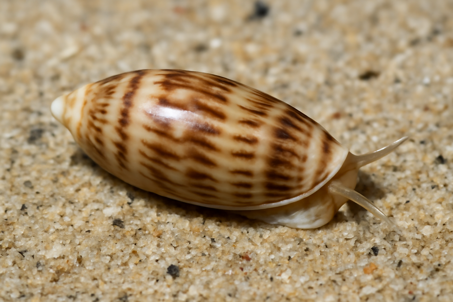 Miniature Olive
