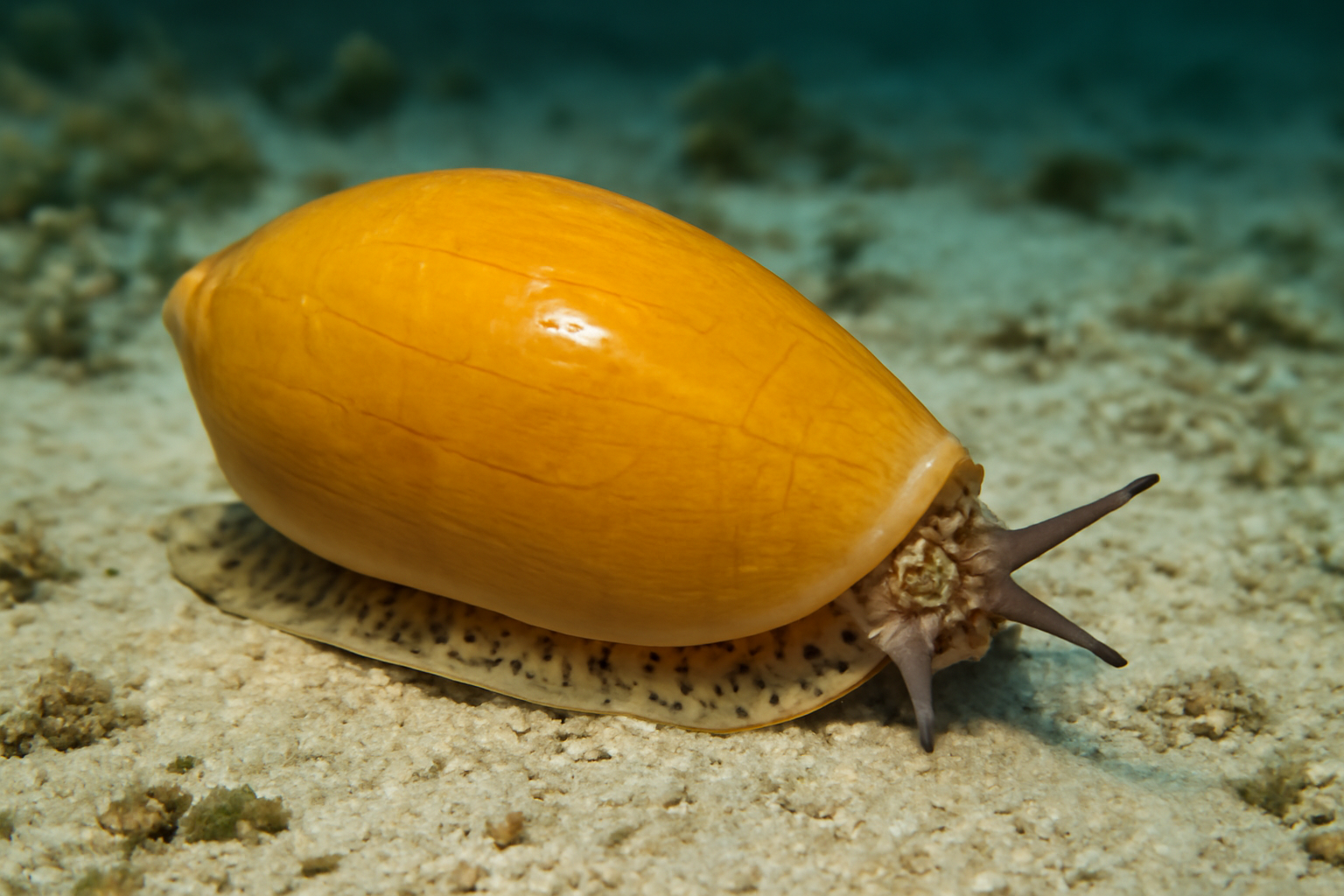 Mustard Olive