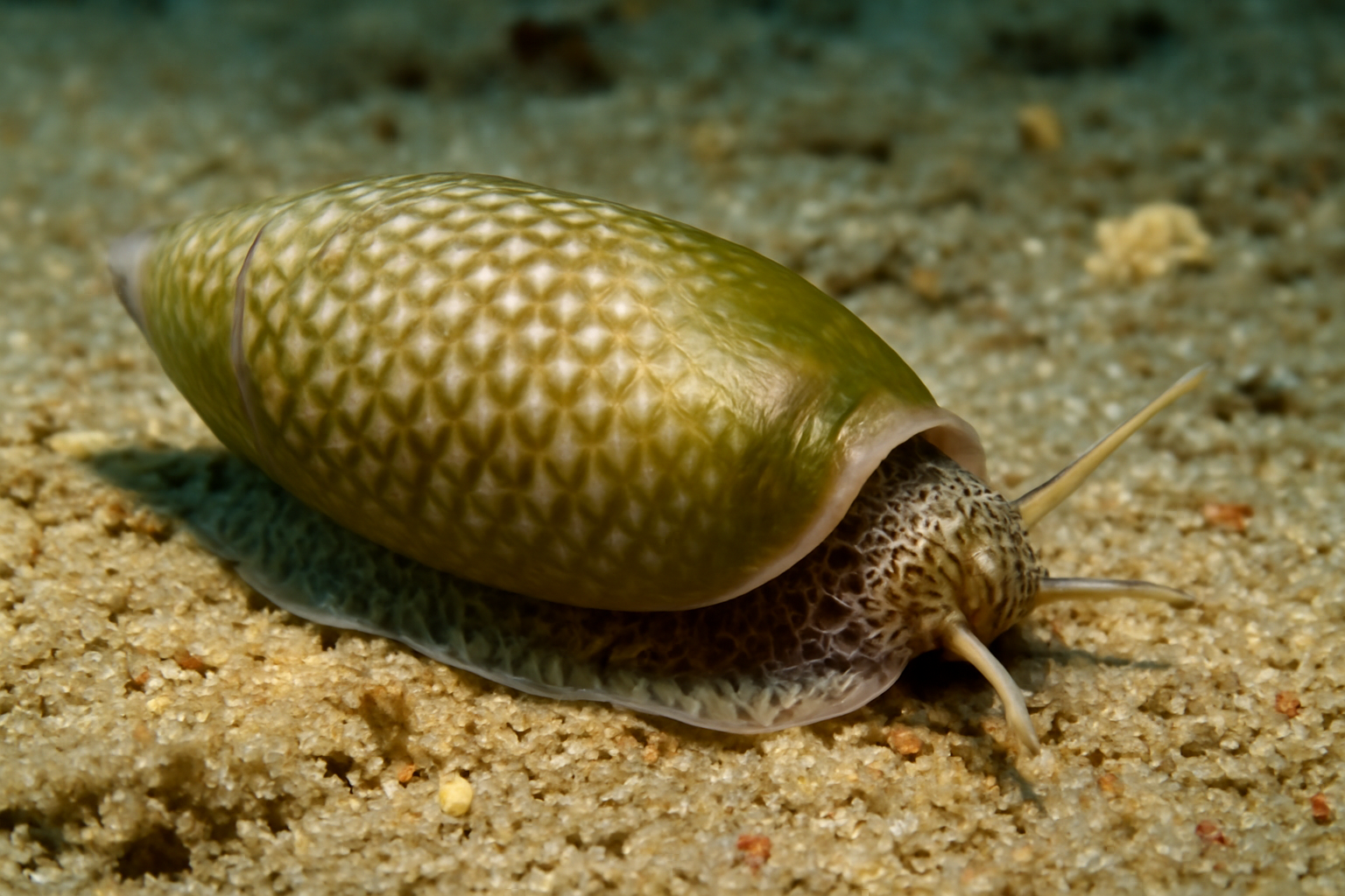 Scaly Olive