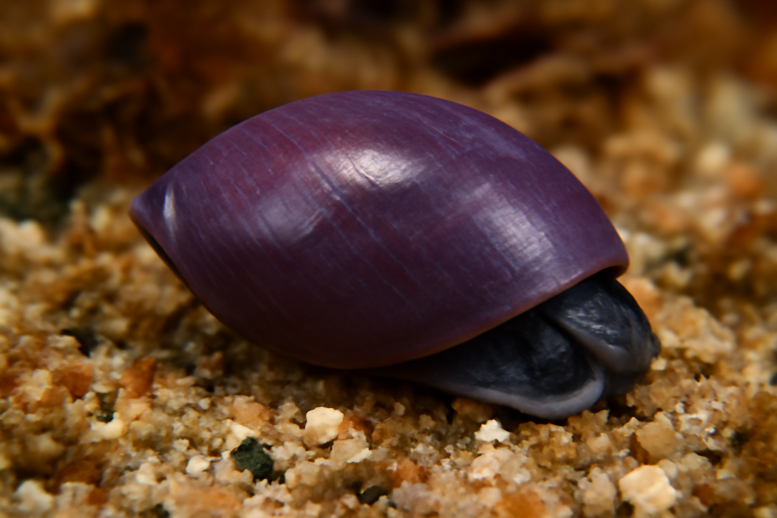 Purple Dwarf Olive