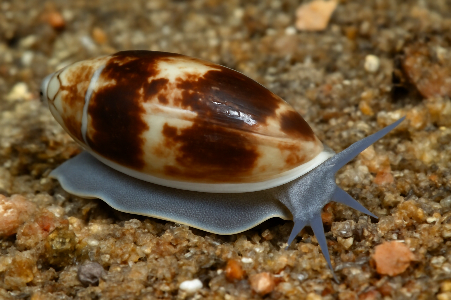 Variable Dwarf Olive