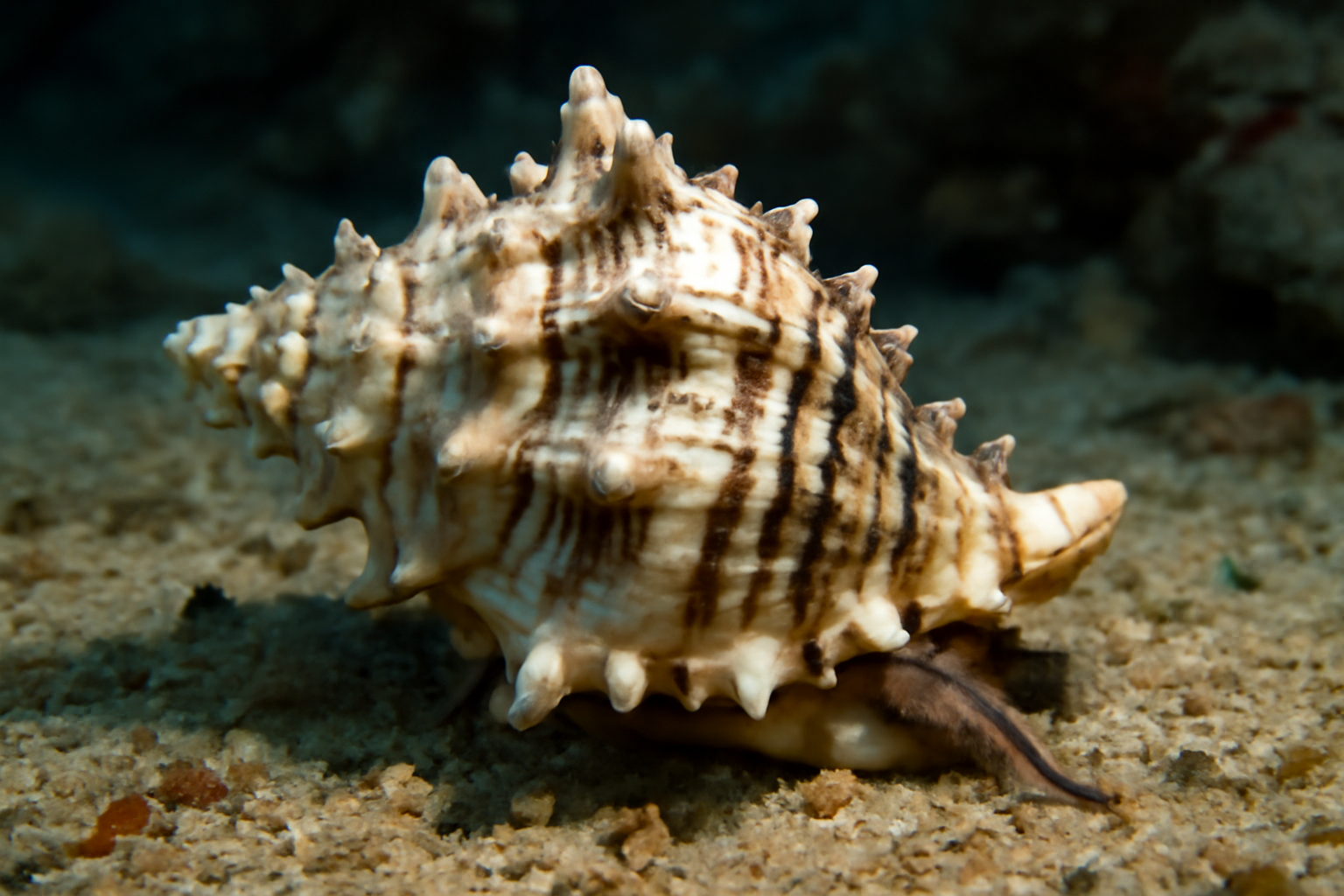 Vasum turbinellus