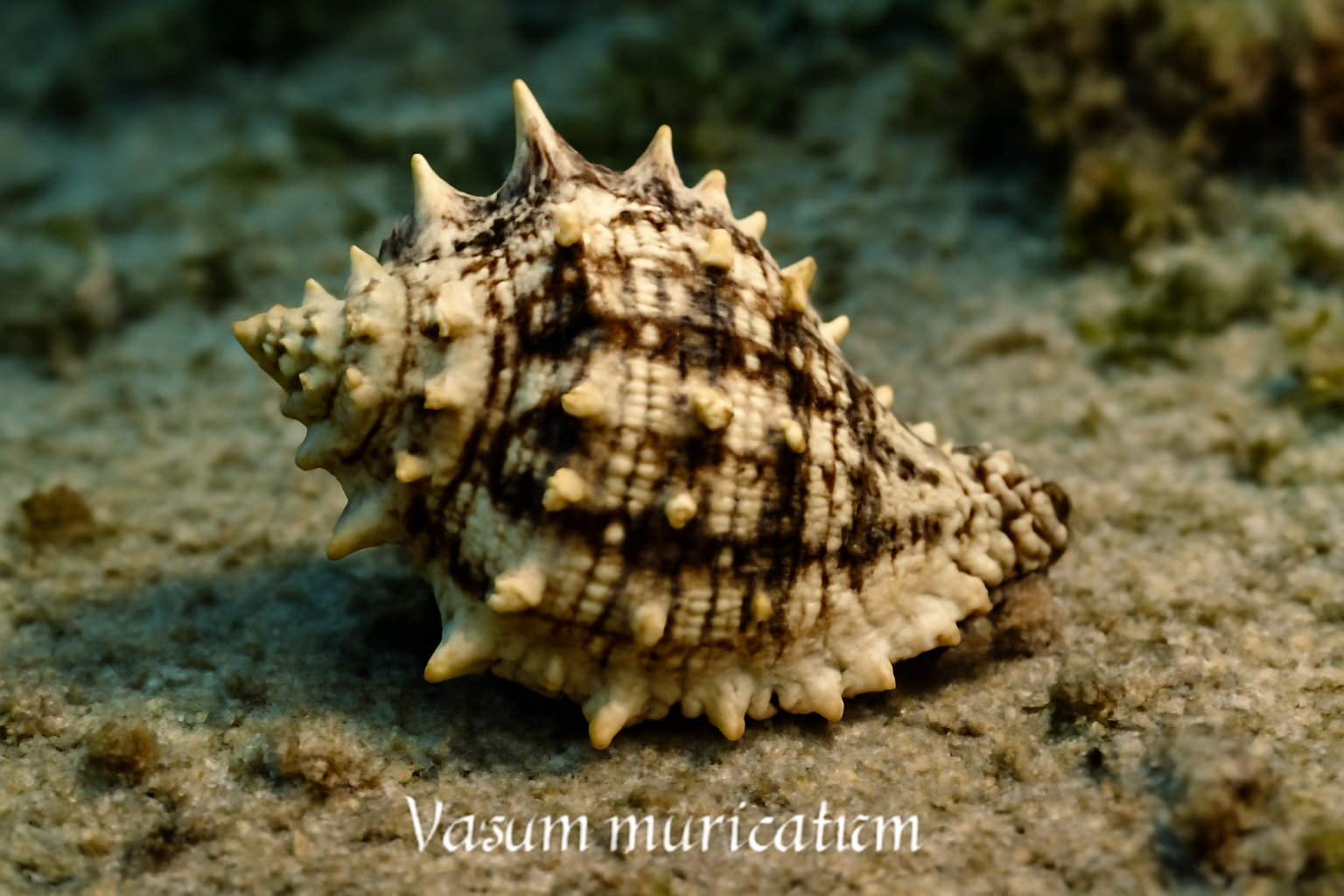 Vasum muricatum