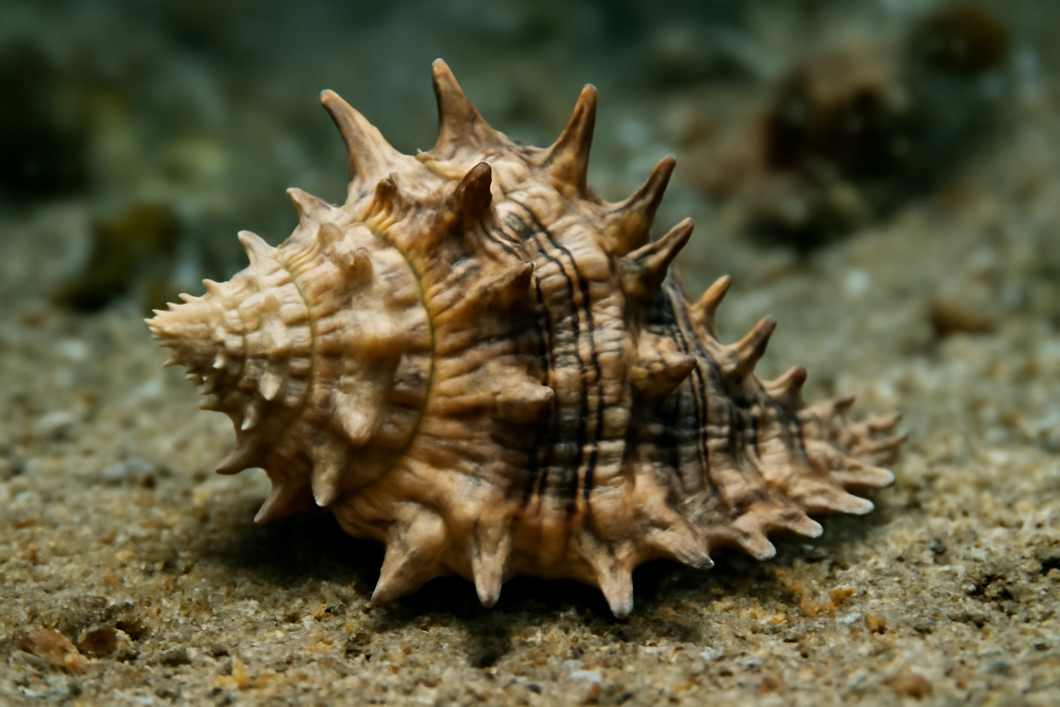 Vasum armatum