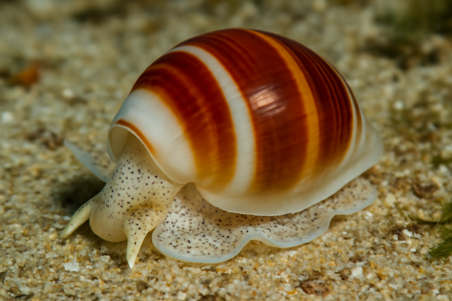 Bubble shell