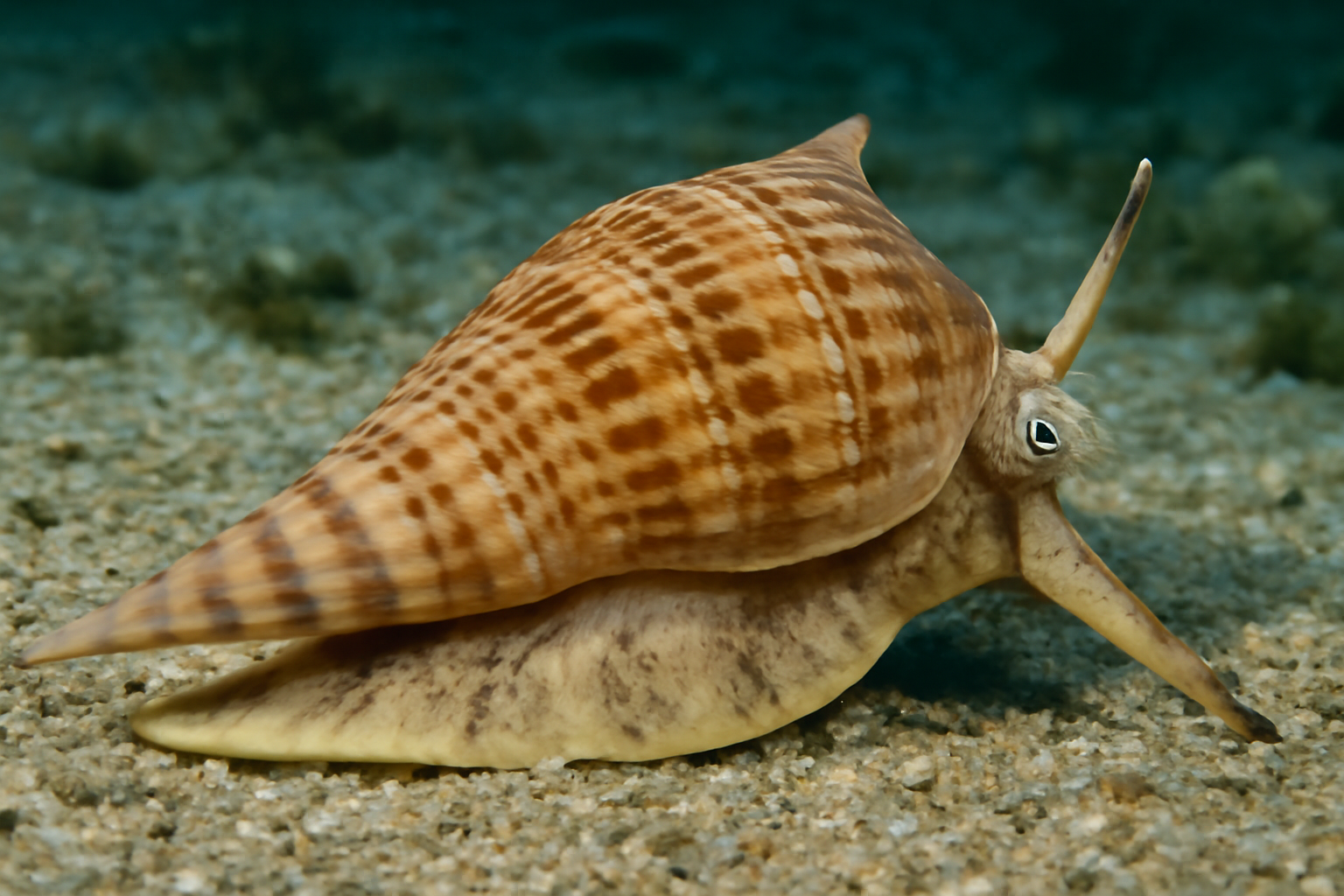 Trumpet snail