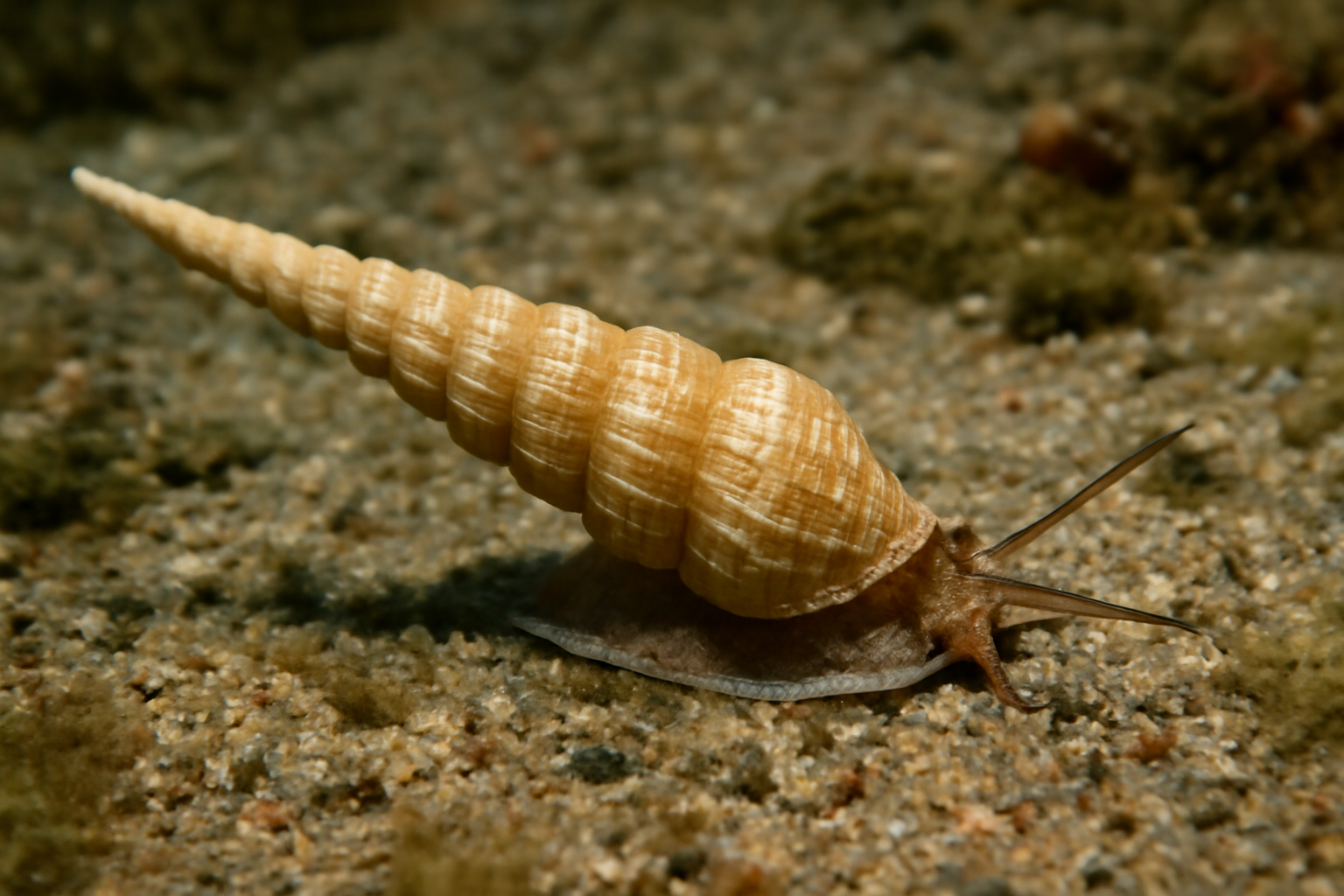 Long turreted snail