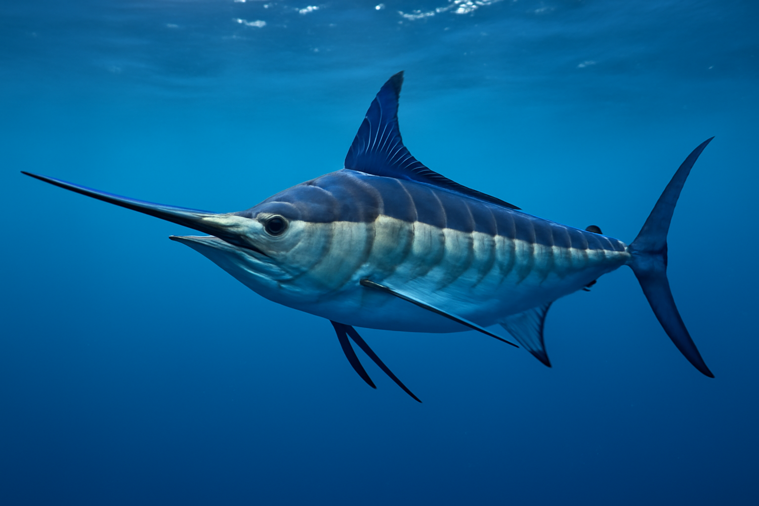 The Atlantic Blue Marlin