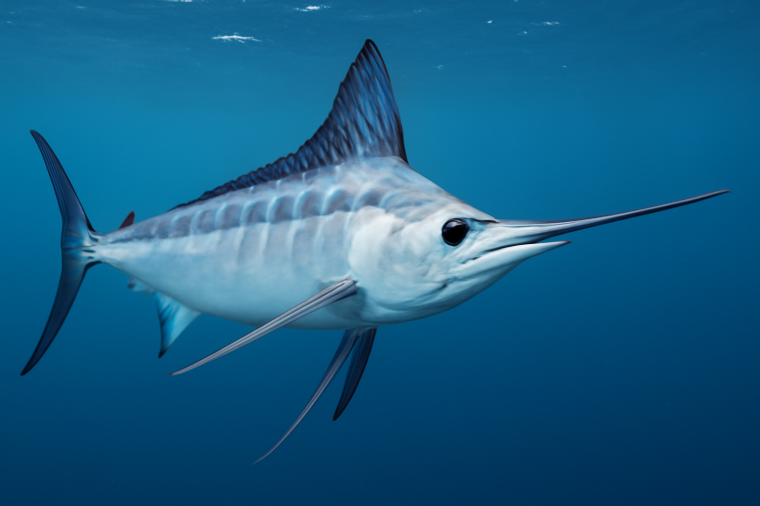 The White Marlin
