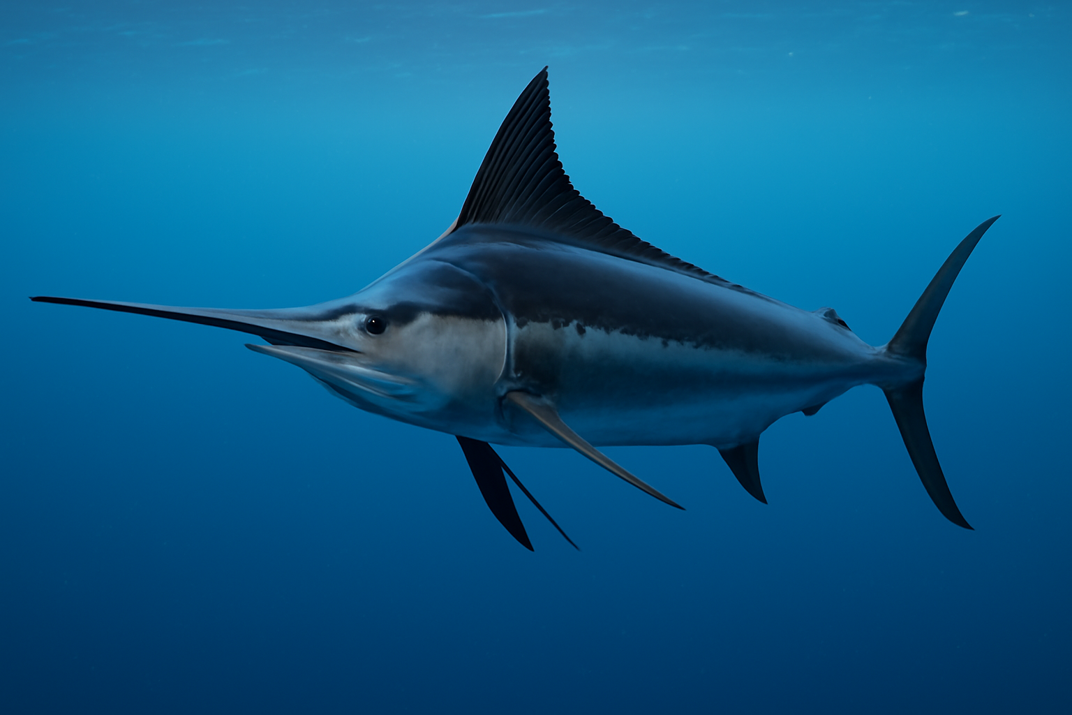 The Black Marlin