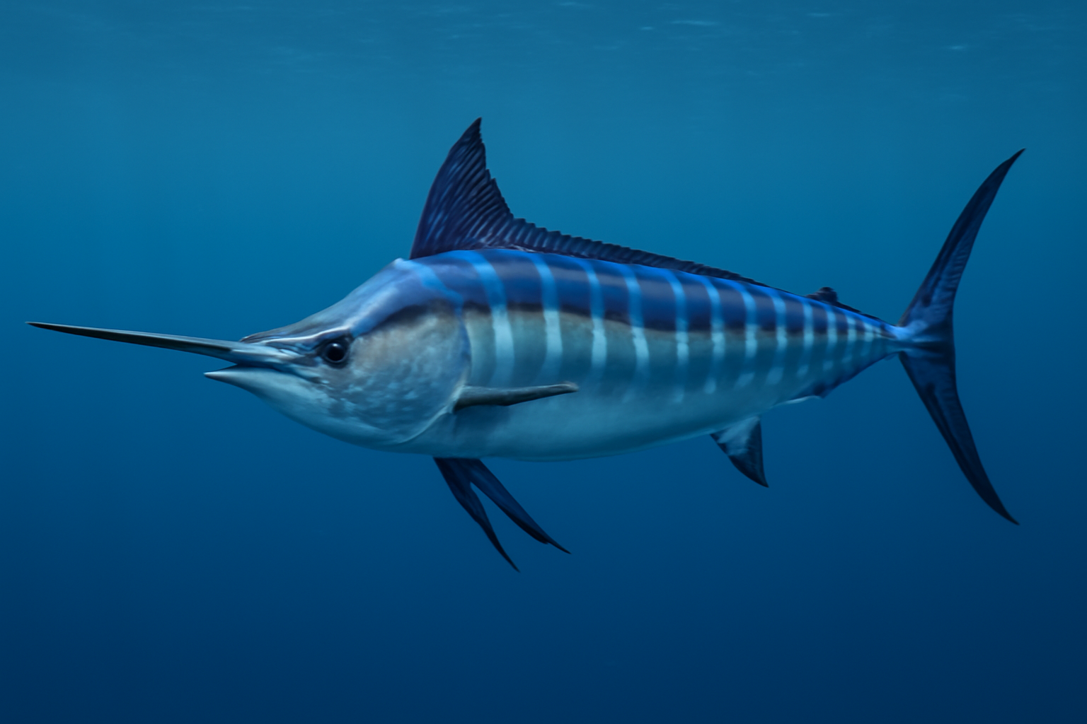 The Indo-Pacific Blue Marlin