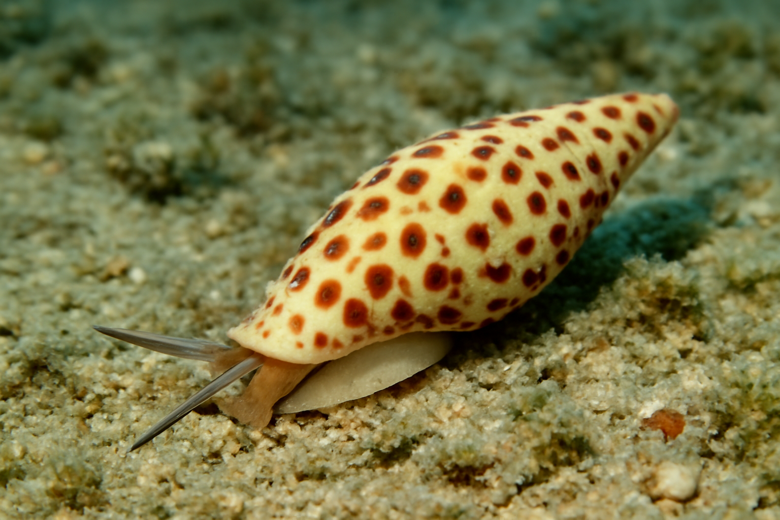 Dotted auger