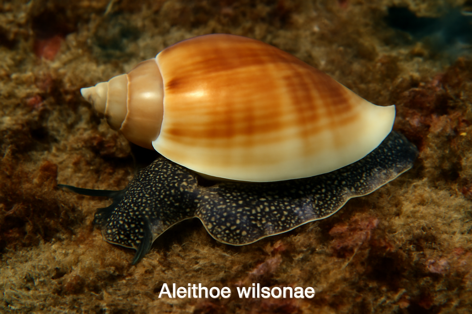 Alcithoe wilsonae