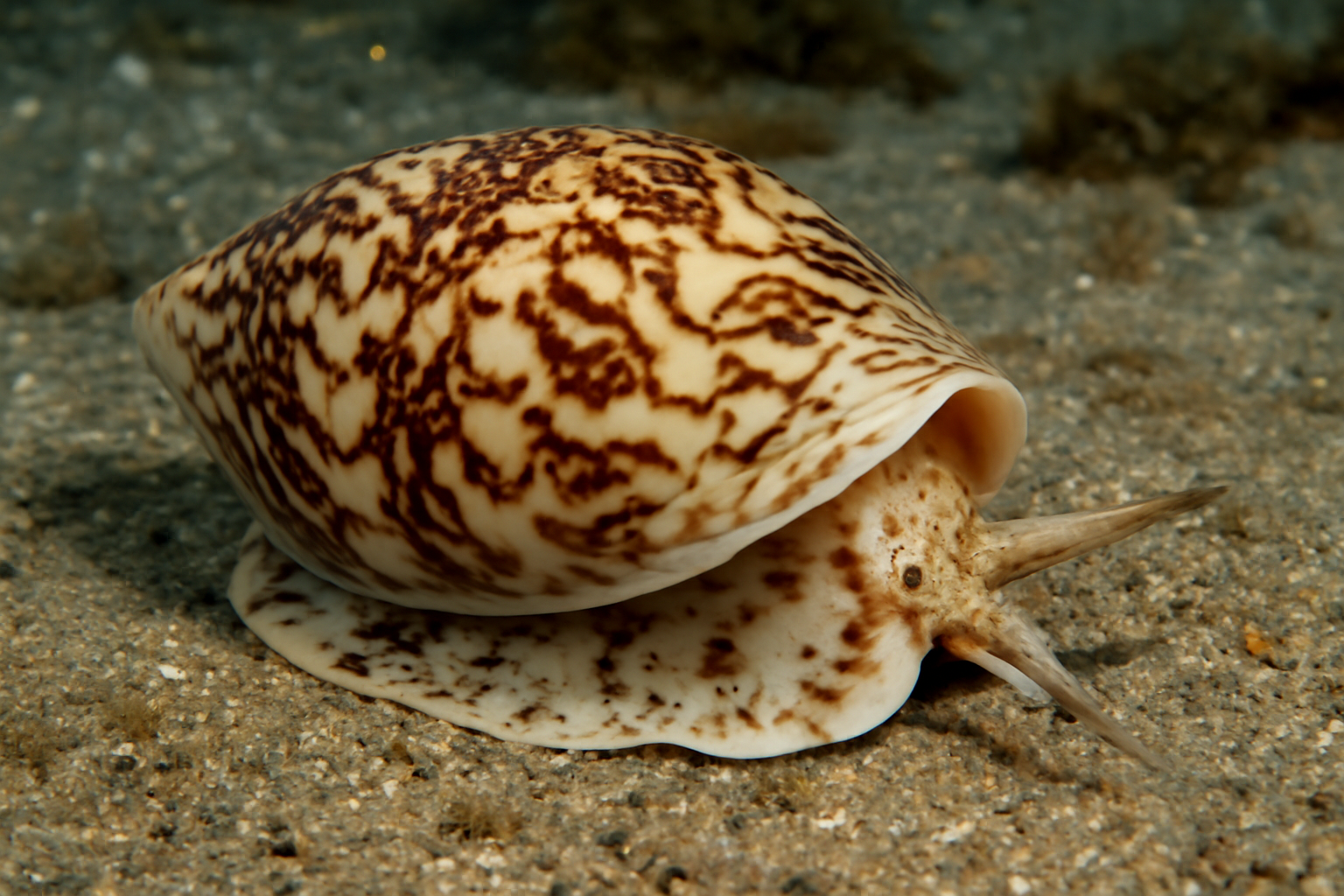 Volute Shell